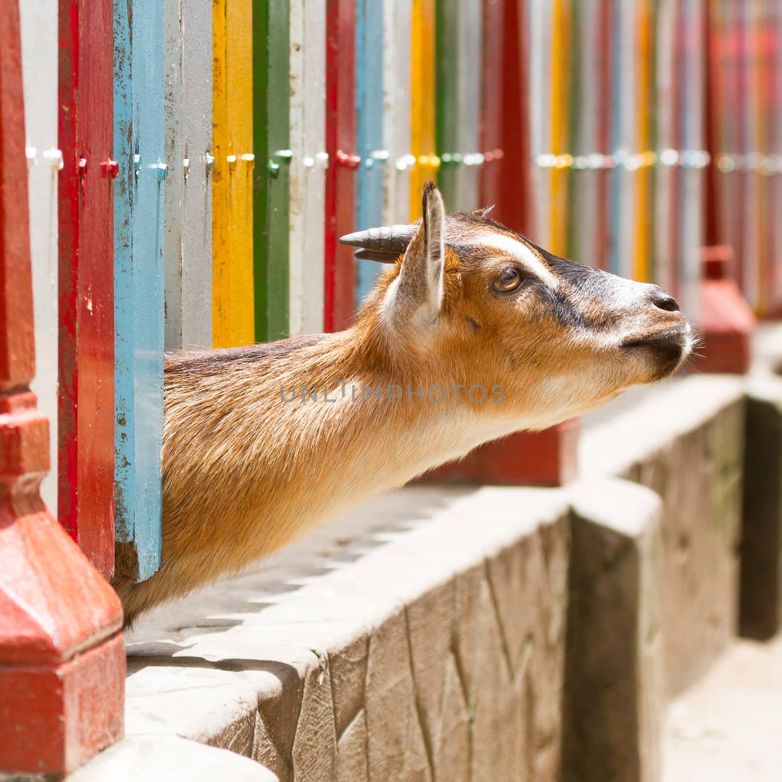 Brown goat looking through a colorful fence