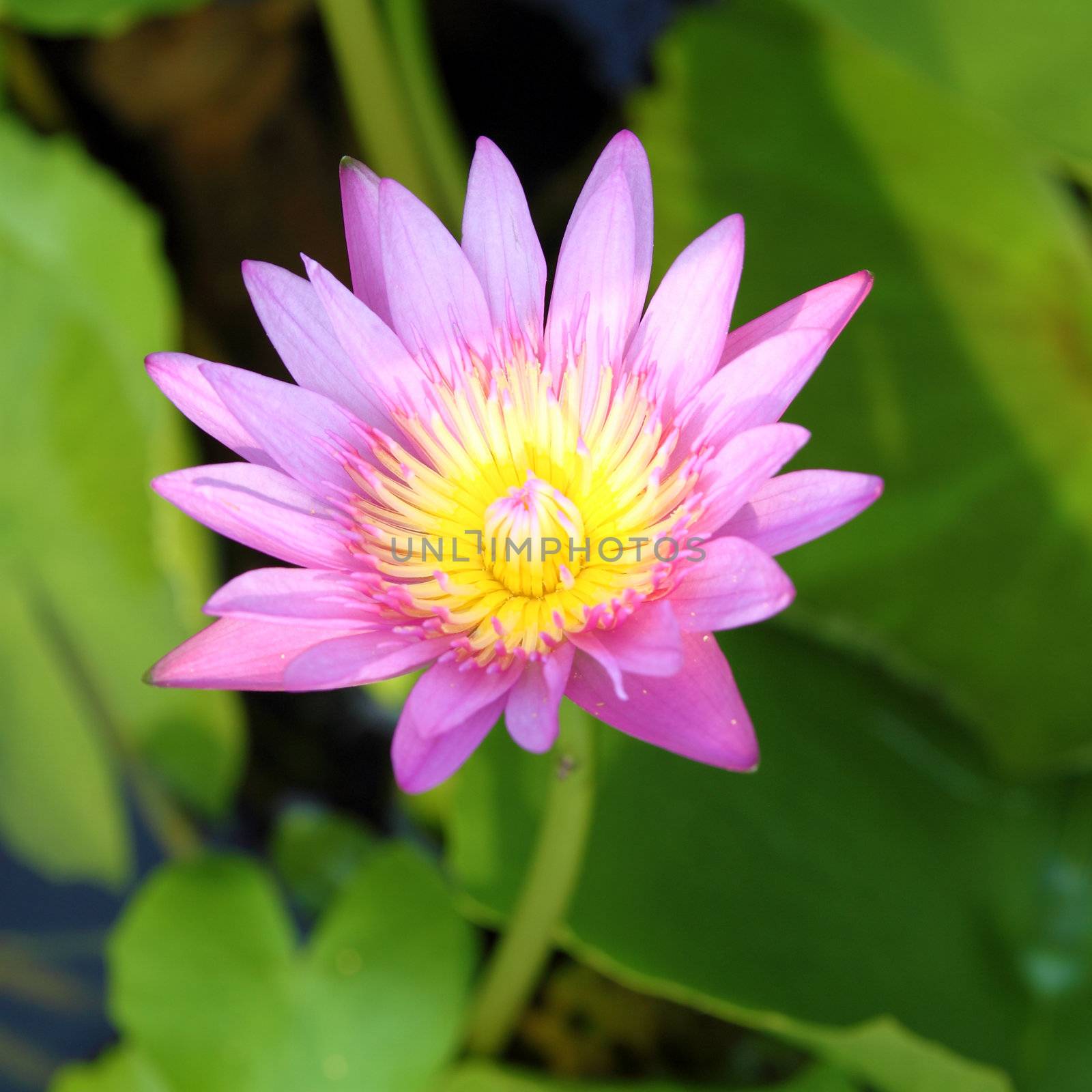 The blooming pink lotus in the natural pond