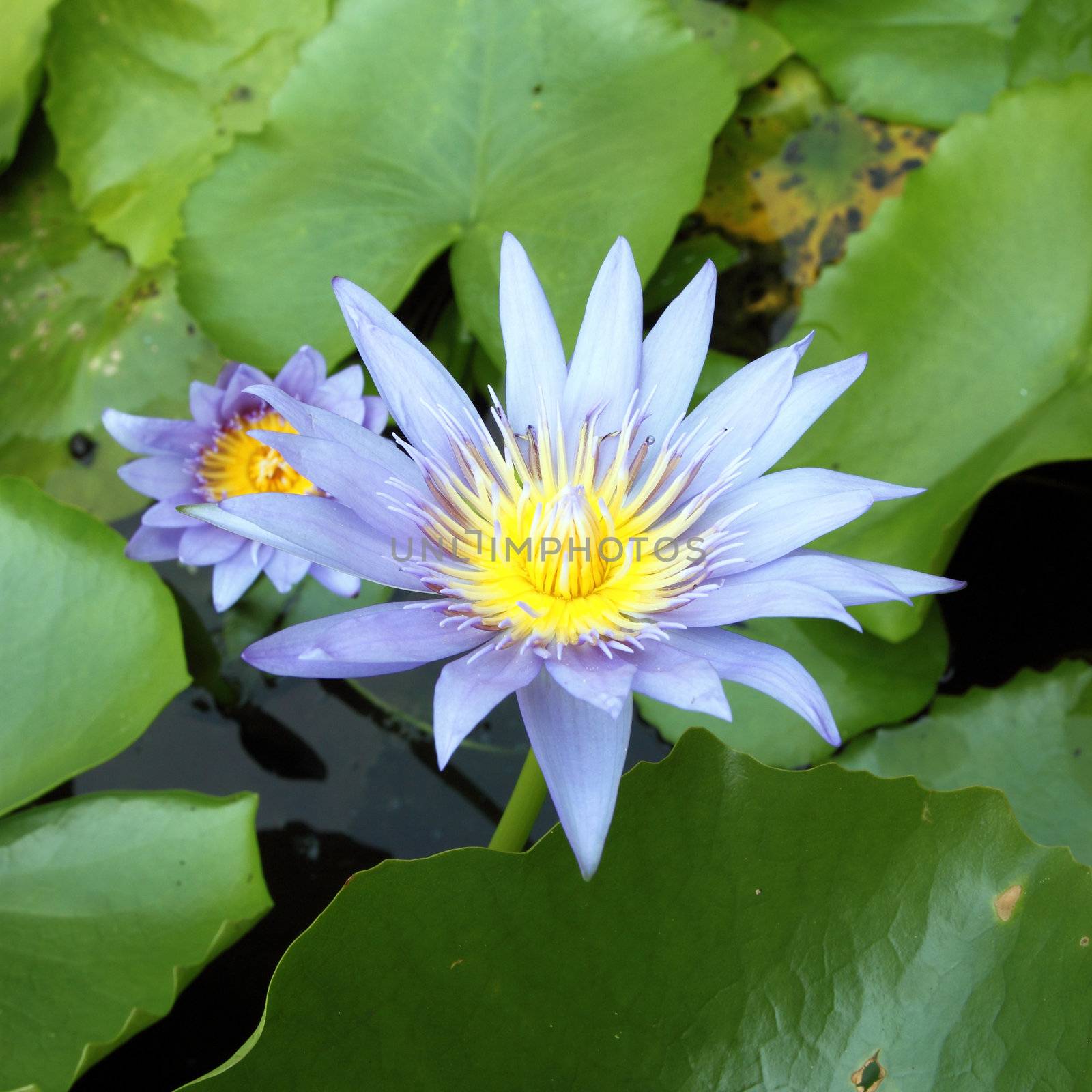 The blooming blue lotus in the natural pond by geargodz