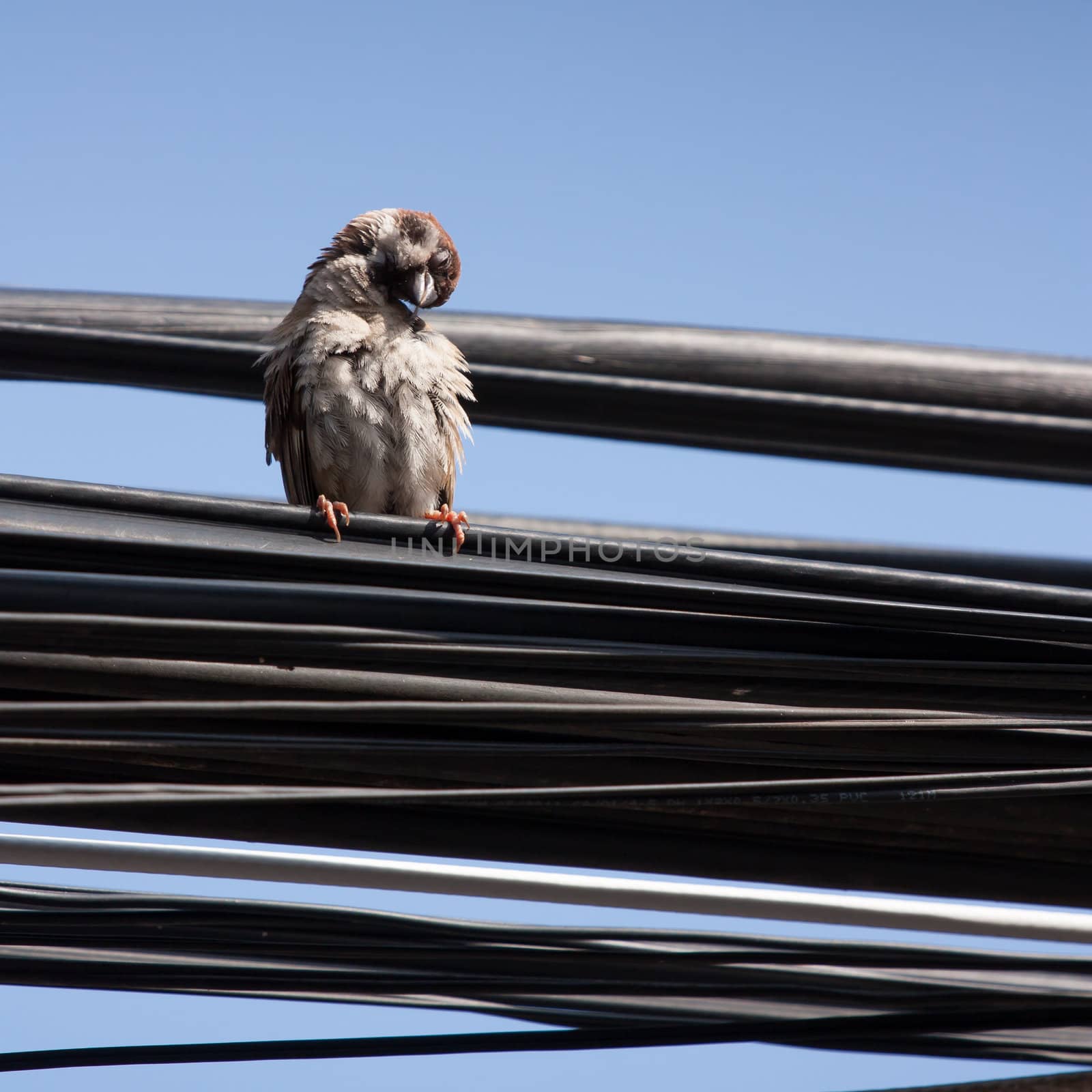 Eurasian Tree Sparrow sitting on a power cable, cleaning itself by michaklootwijk