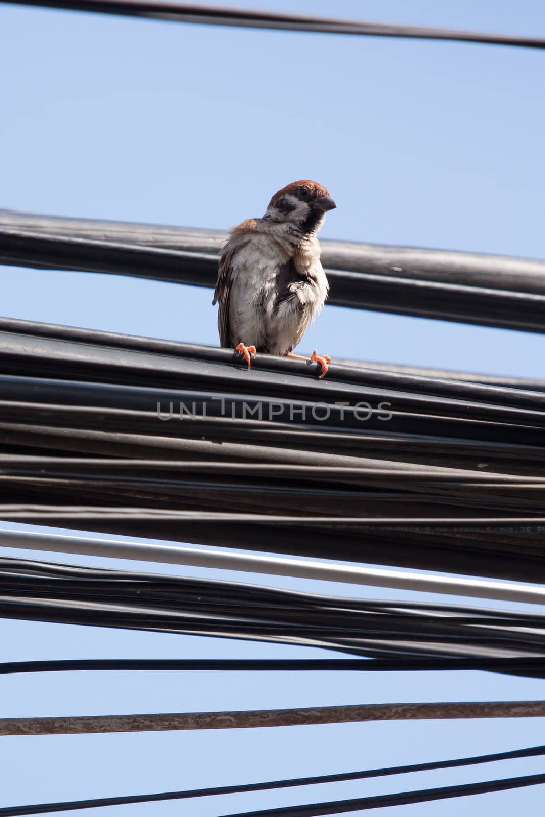 Eurasian Tree Sparrow sitting on a power cable, cleaning itself - Vietnam