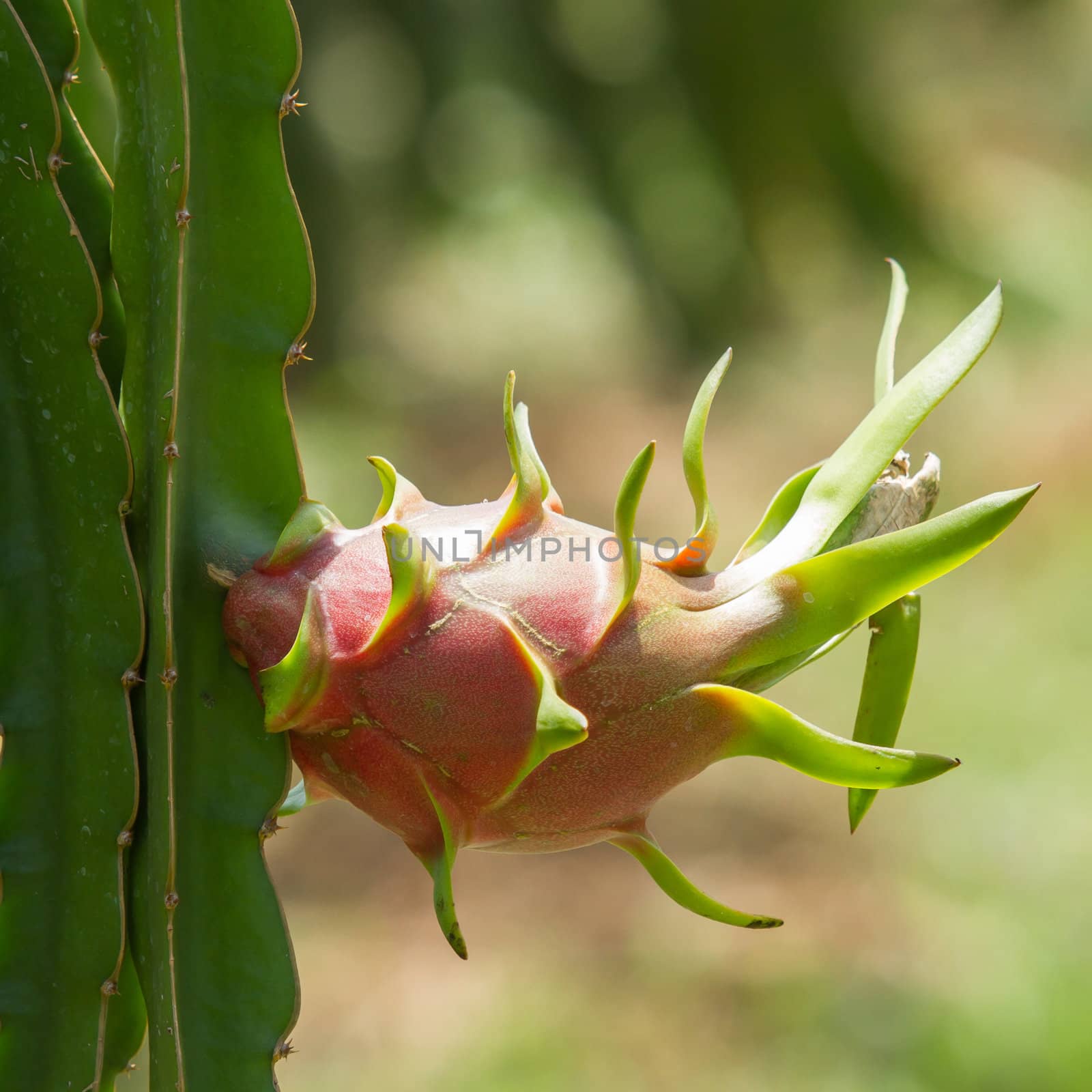 Woman harvesting a ripe dragon fruit from a cactus