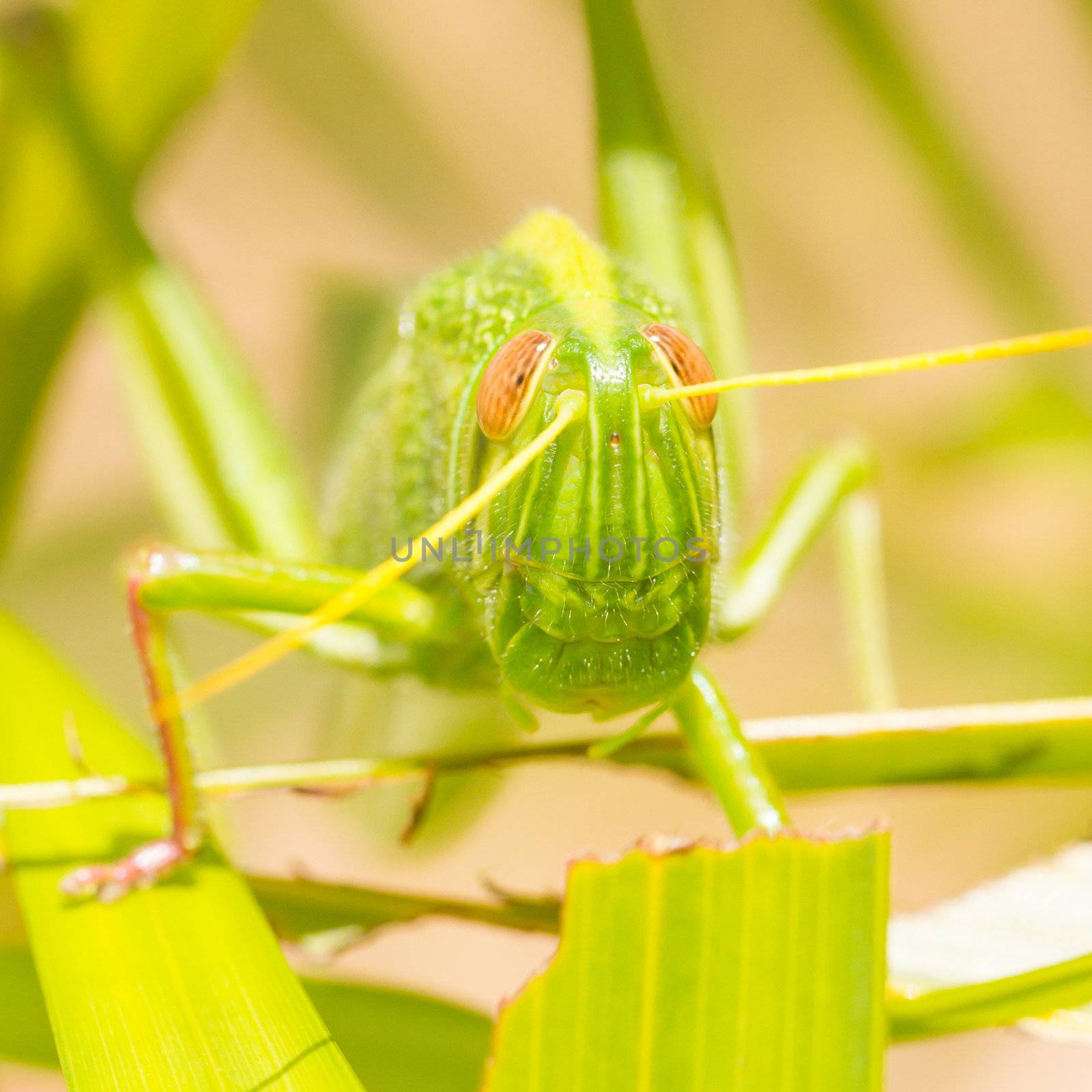 Large grasshopper, eating grass by michaklootwijk