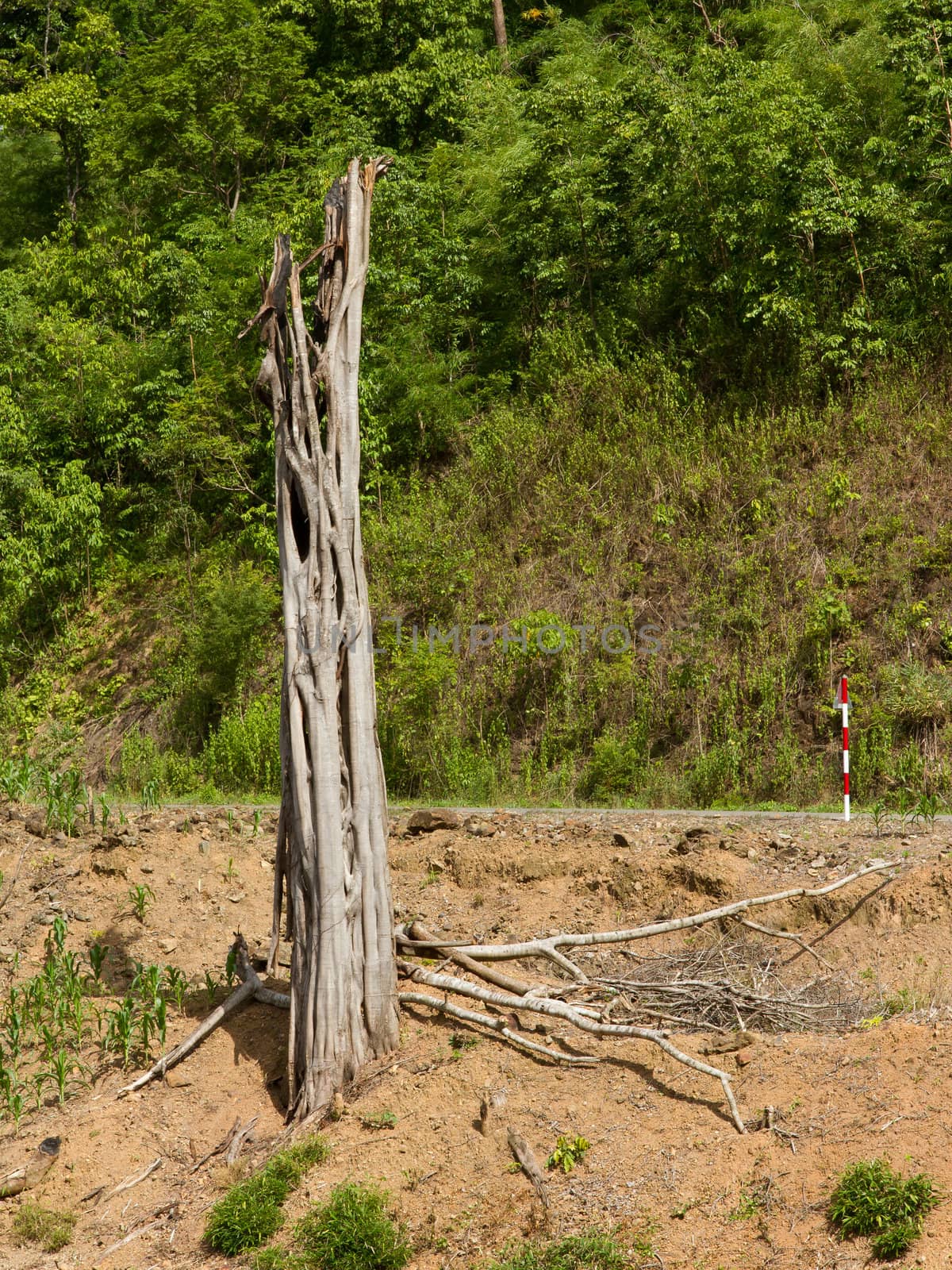 Dead tree at the side of the road in Vietnam