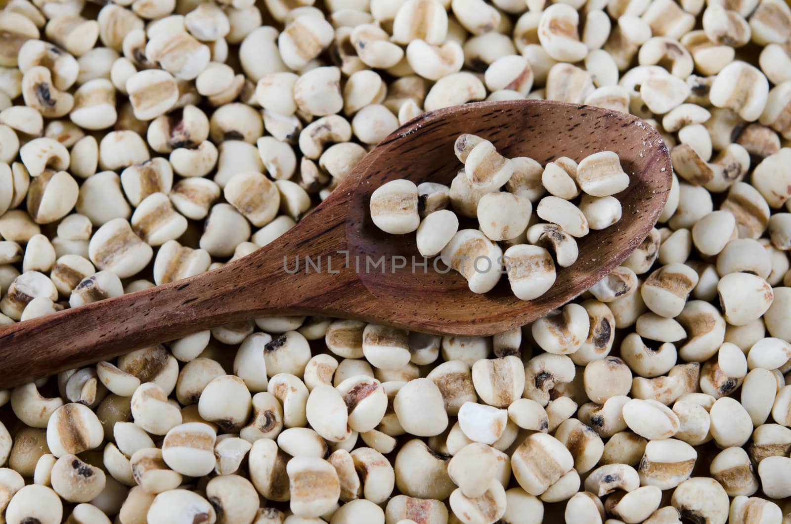  job's tears on spoon ,   chinese pearl  barley background
