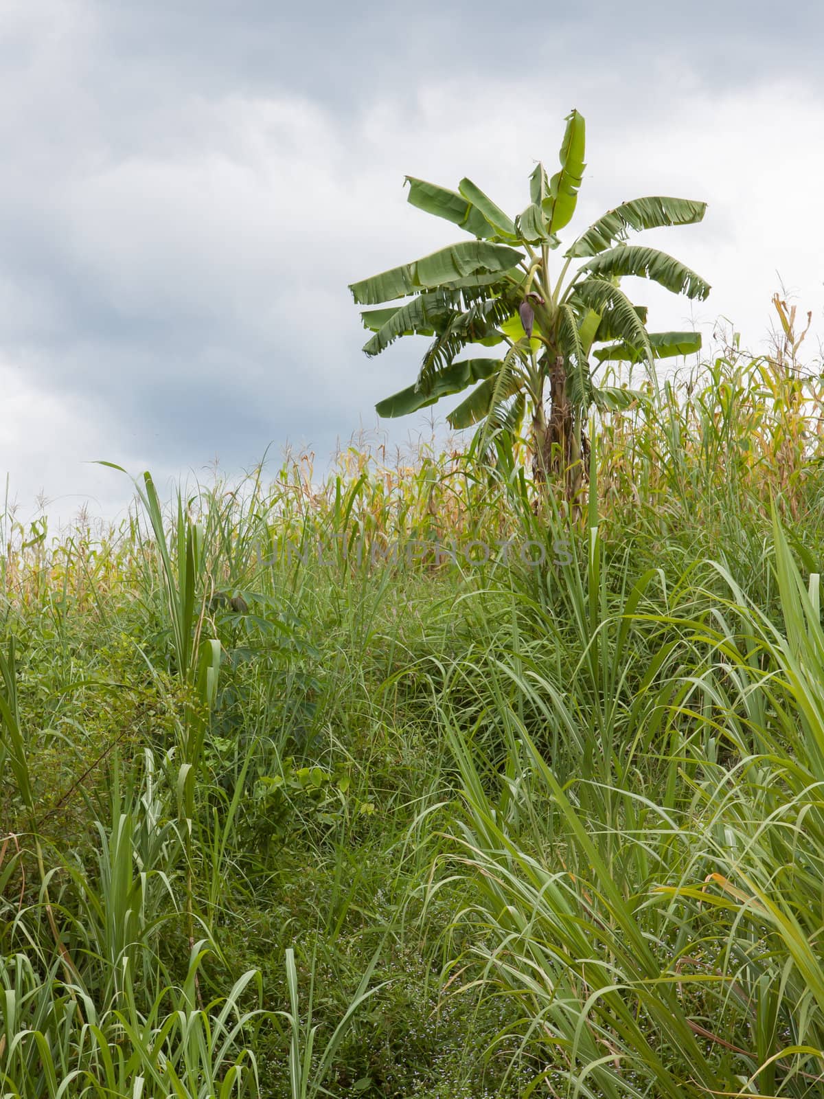 Banana tree hidden in the Vietnamese jungle