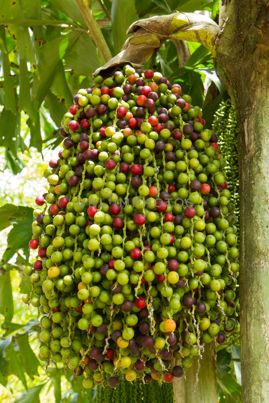 Cluster of berries in a tree, Vietnam