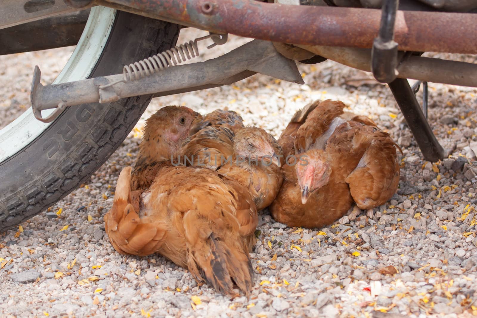 Brown chickens resting underneath a motorcycle, Vietnam
