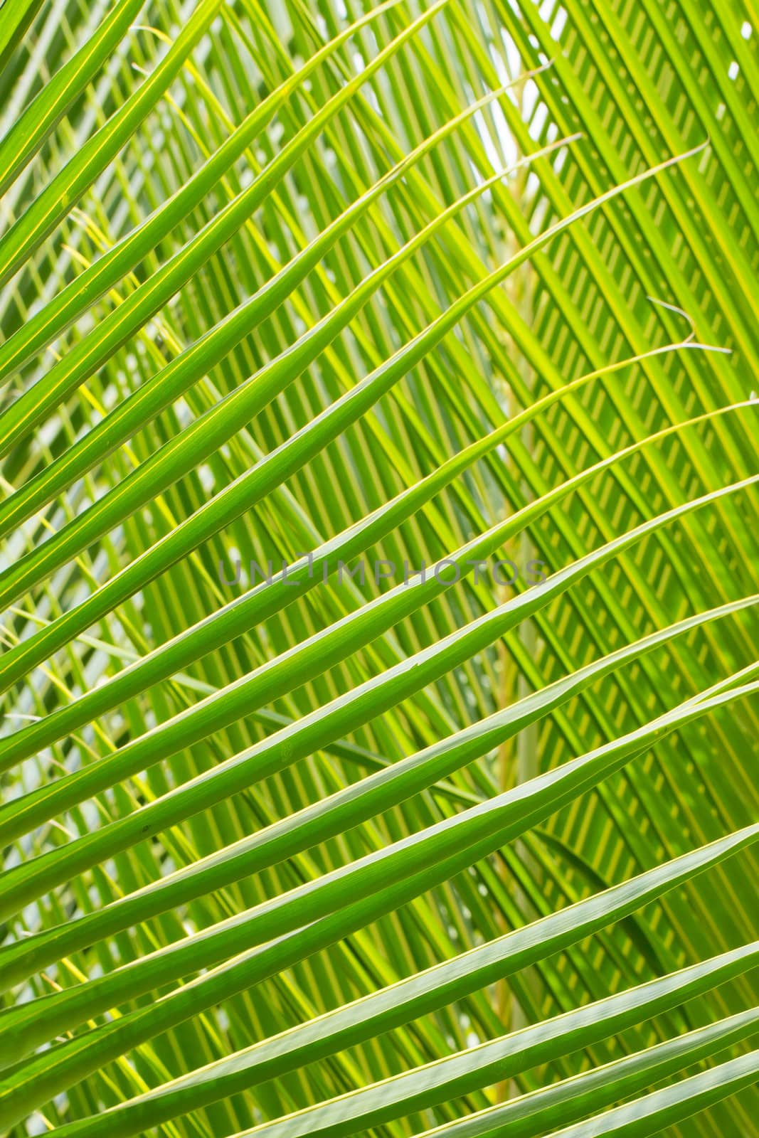 Palm Leave green line composition, close up