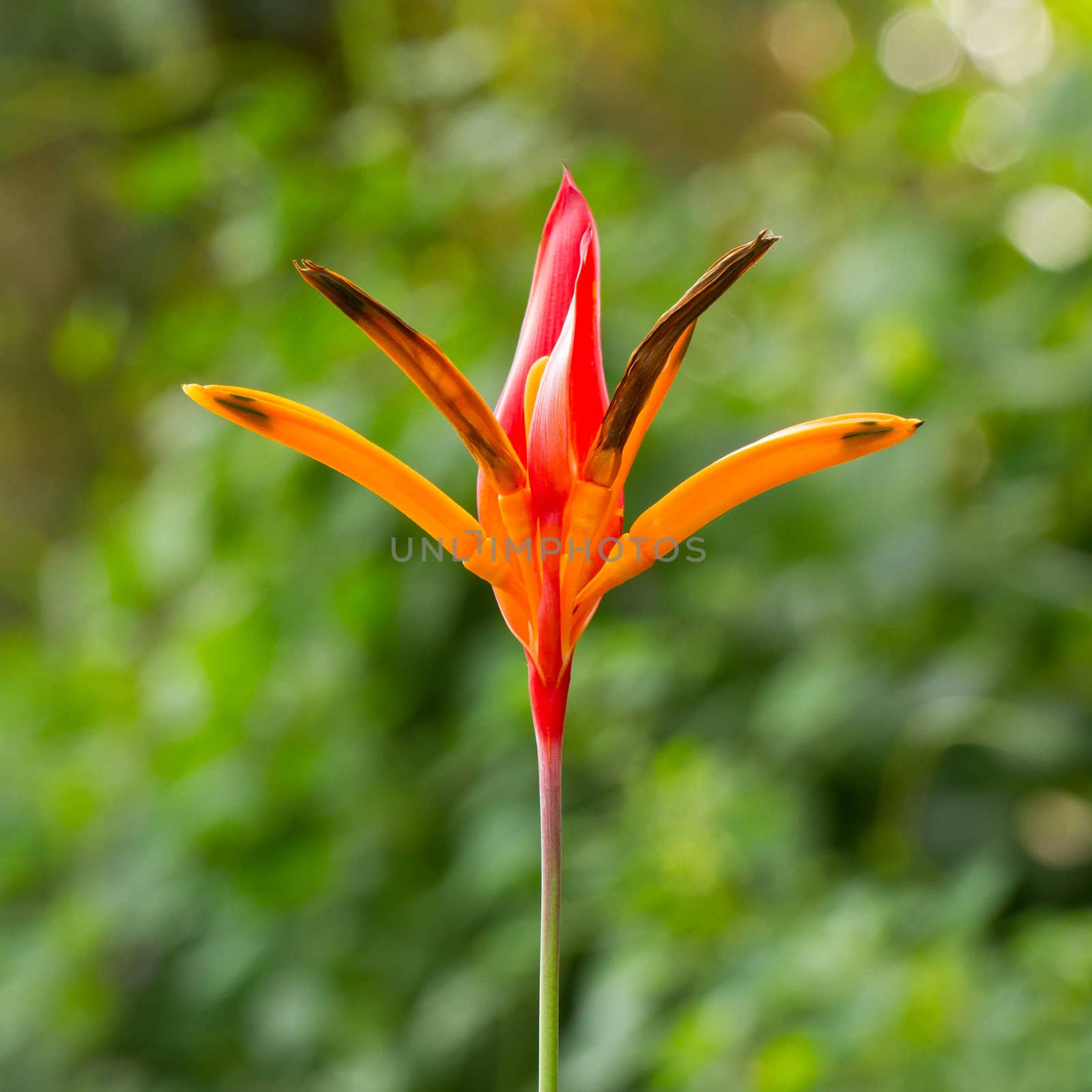 Bird of paradise flowers (Strelitzia) isolated on green