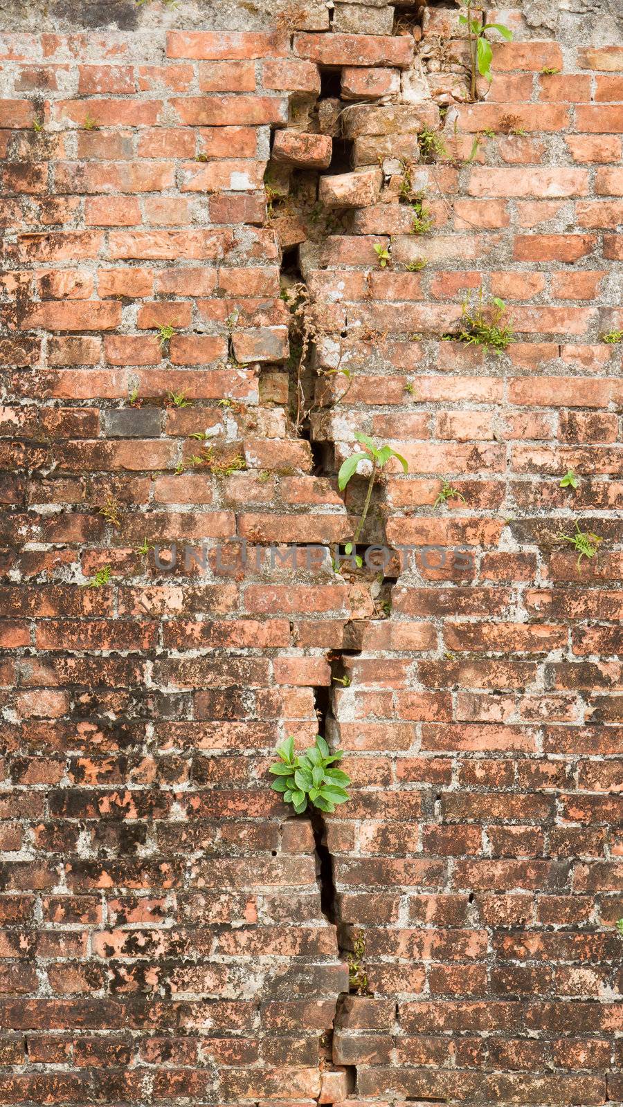 Brick wall with a crack and plants, isolated