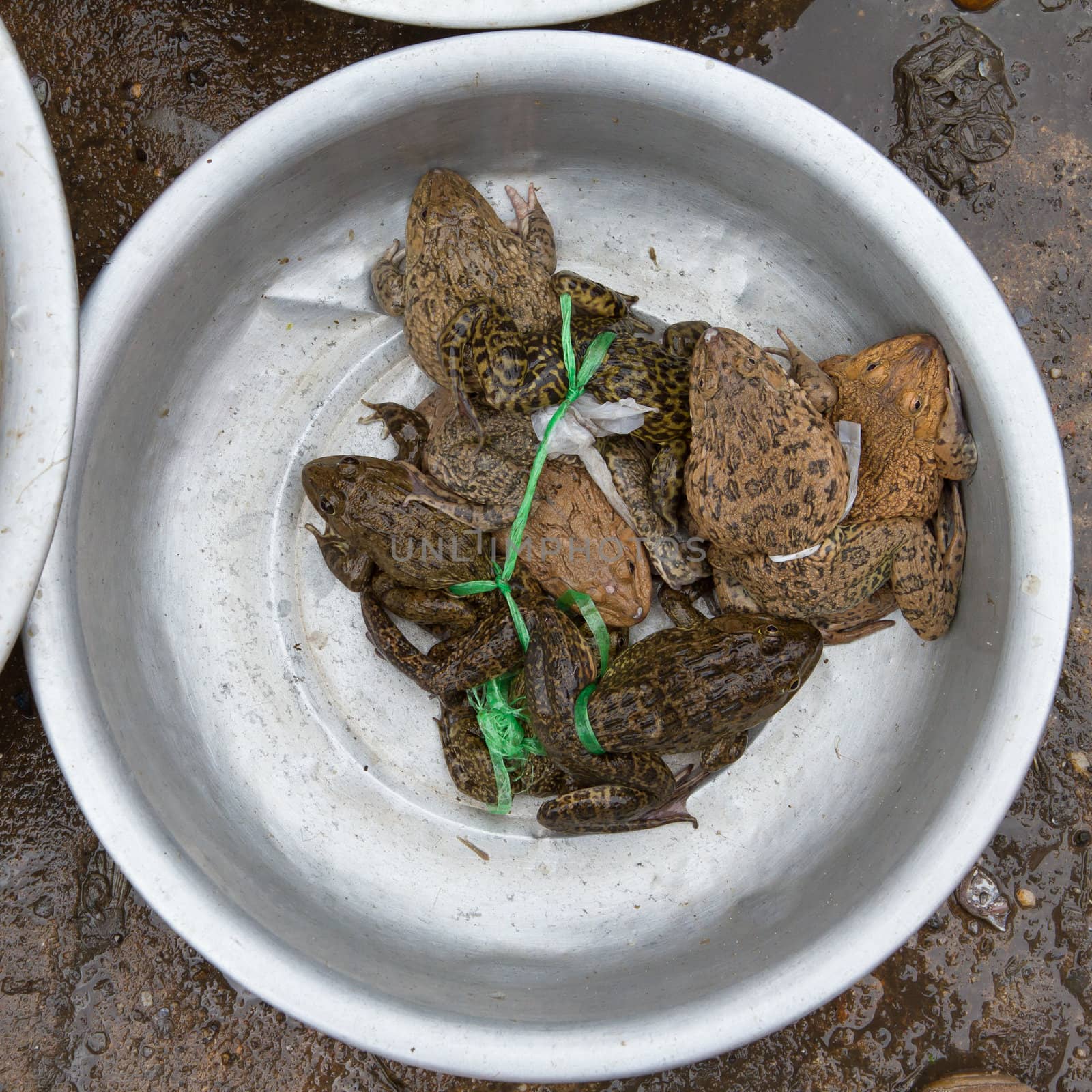 Toads for consumption are being sold on a Vietnamese market by michaklootwijk