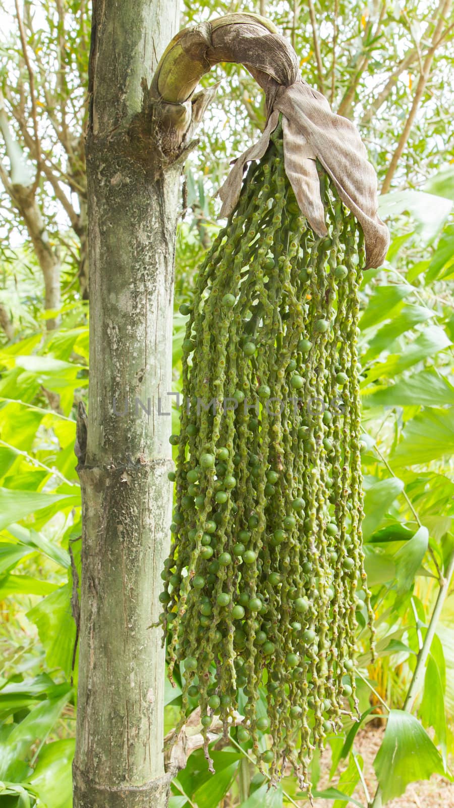 Cluster of berries in a tree, Vietnam