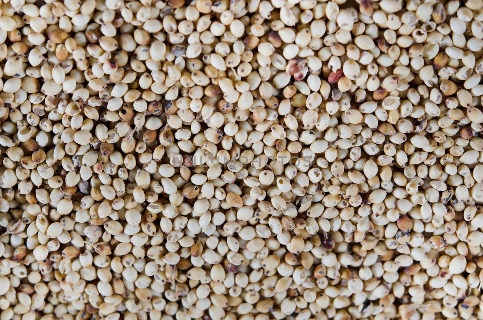 millet grains full background