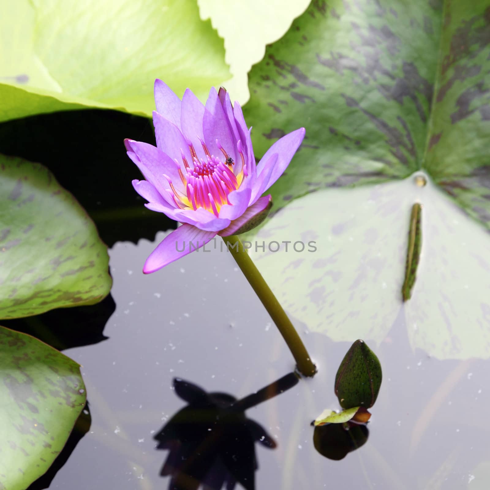 The blooming purple lotus in the natural pond with insect