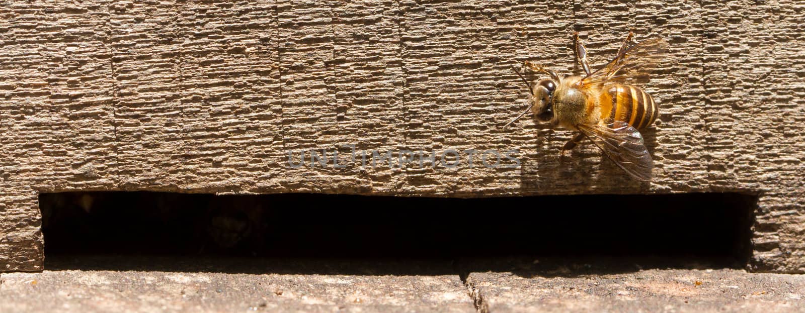 Single small bee at the beehive entrance