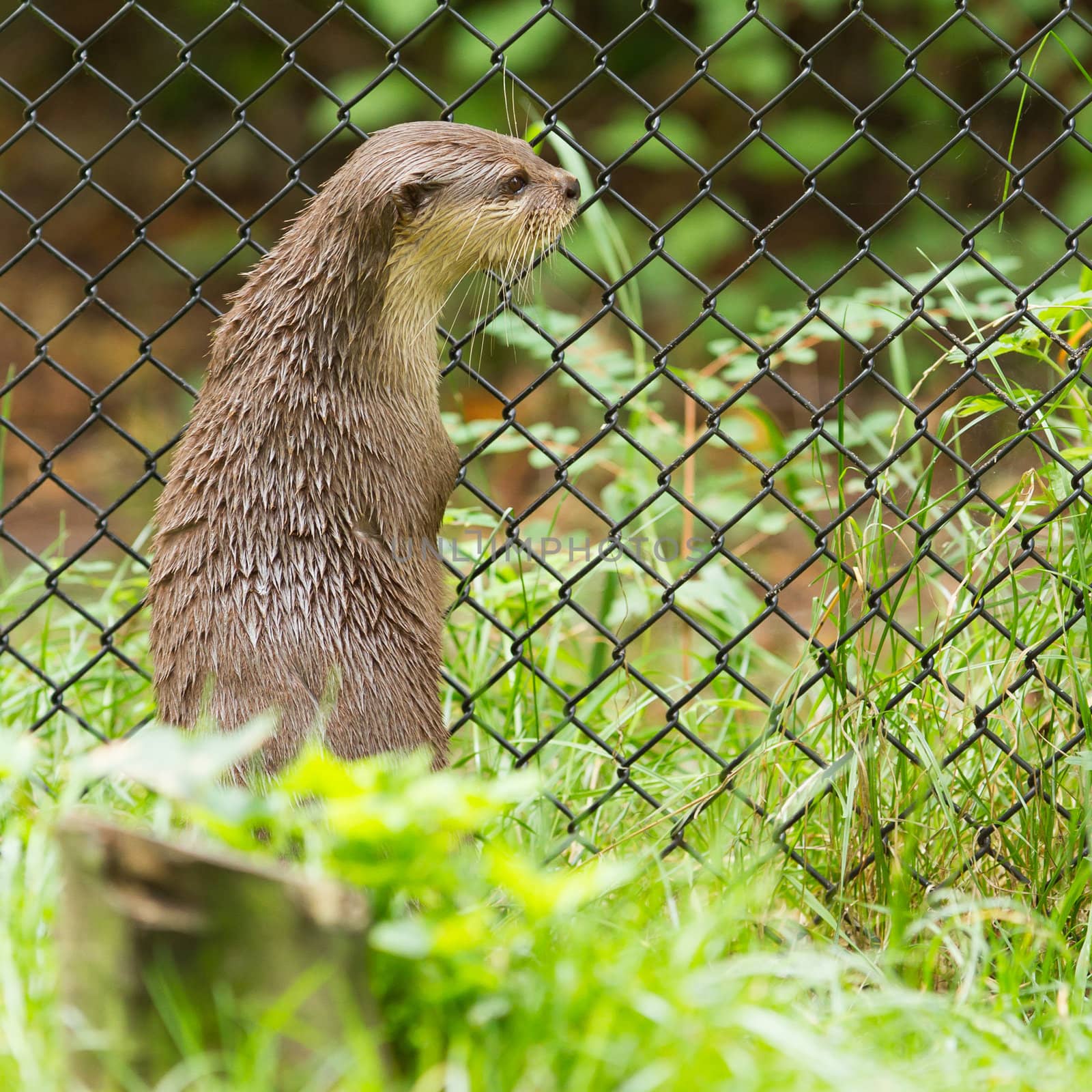 Otter in captivity is looking through the fence of it's cage by michaklootwijk