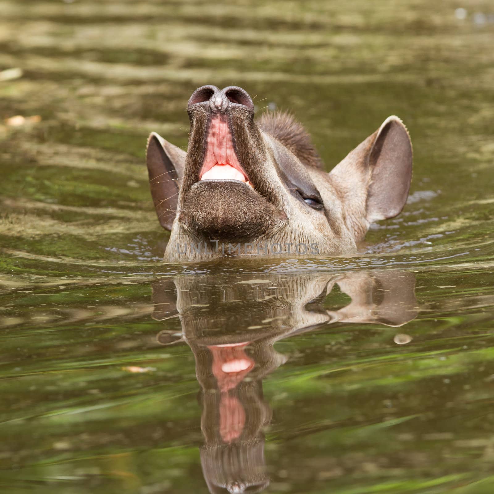 Profile portrait of south American tapir in the water by michaklootwijk