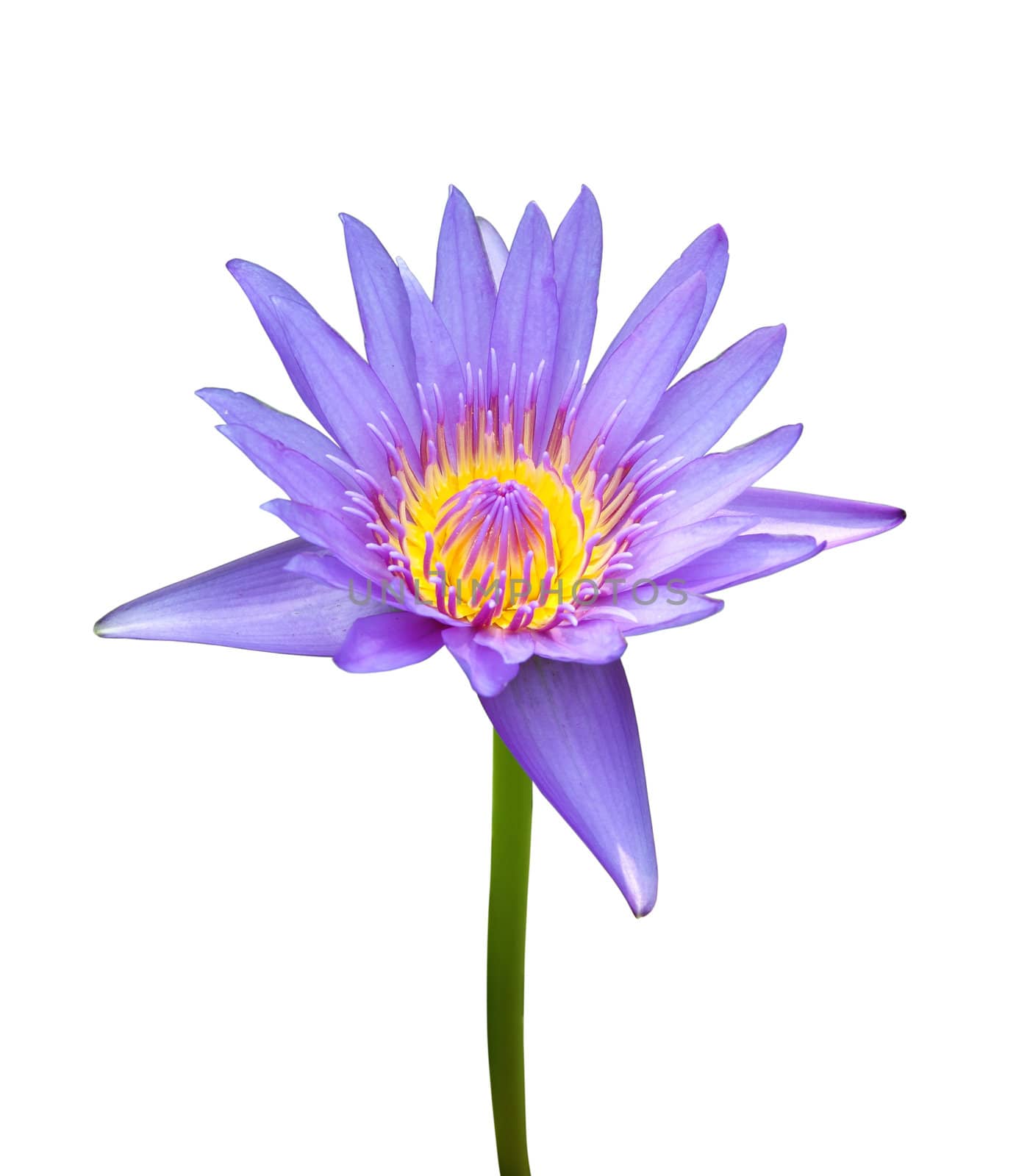 The blooming blue lotus on white background