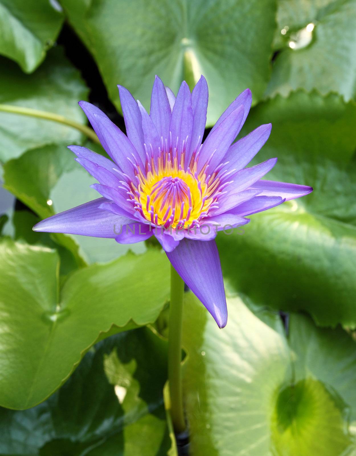 The blooming blue lotus in the natural pond