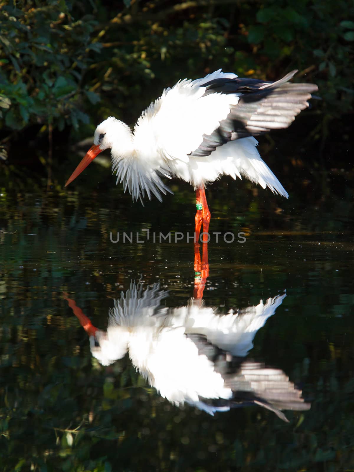 Stork in the water, zoo in Holland