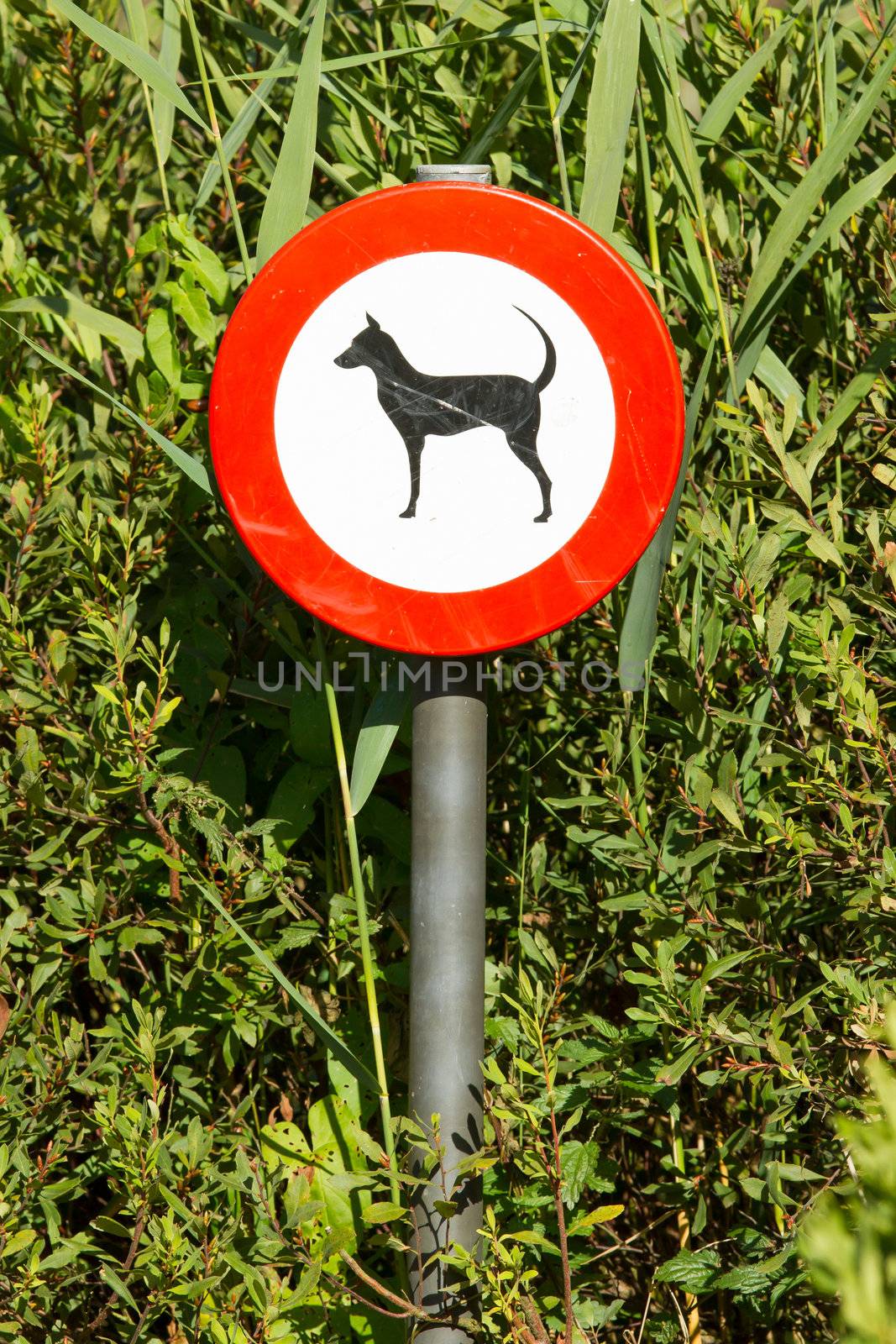 Old damaged sign in the bushes - dogs forbidden, isolated