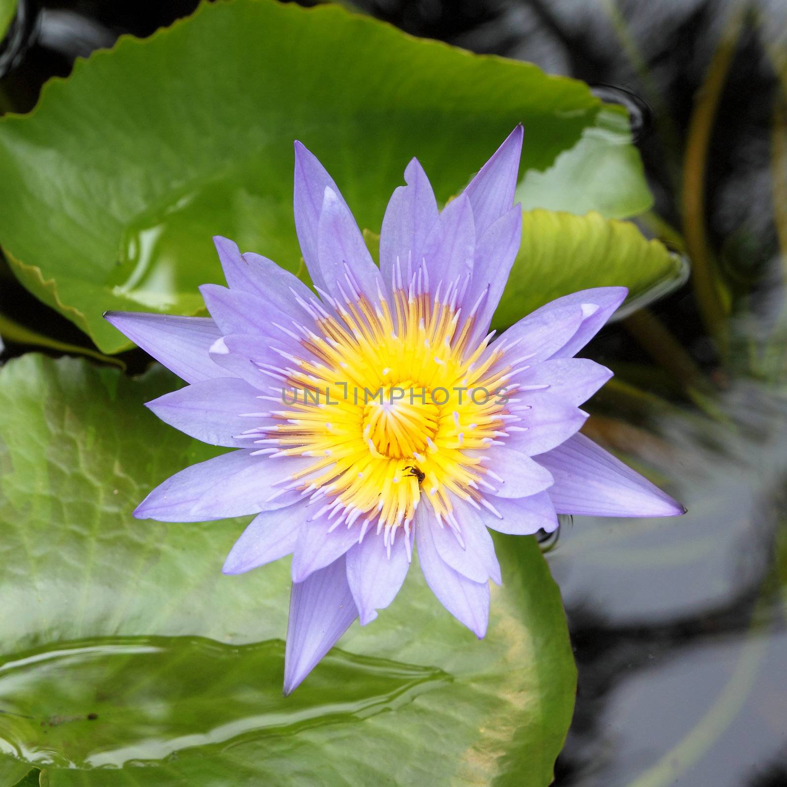 The blooming blue lotus in the natural pond with insect by geargodz