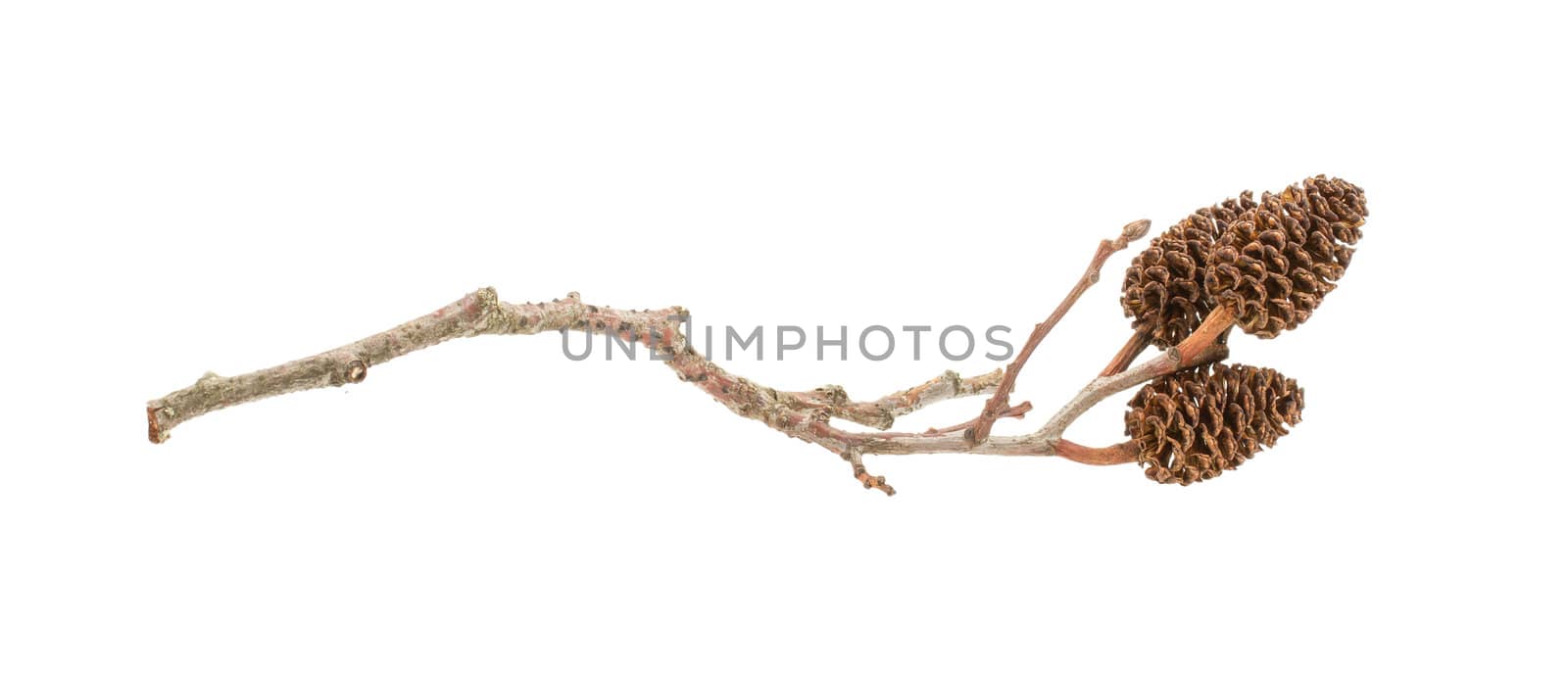 Alder cone on a branch, isolated on white