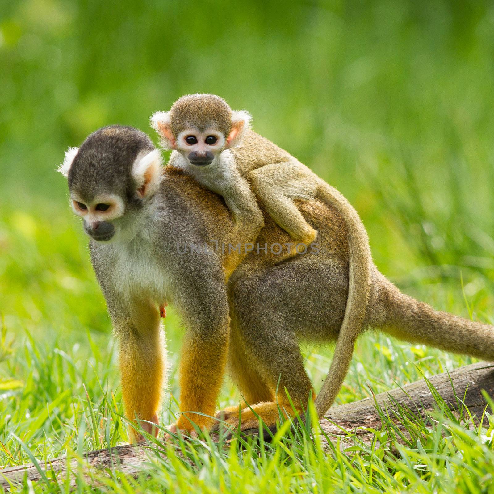 Young ape on the back of it's mother (captivity, dutch zoo)