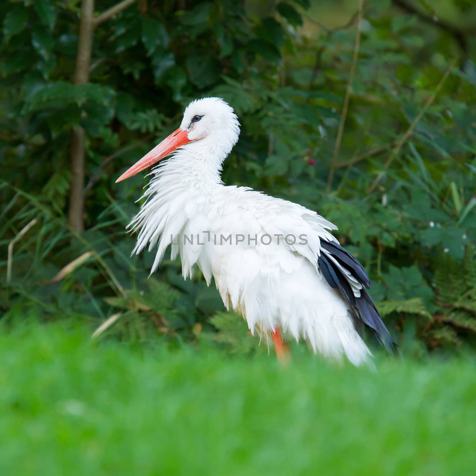 Stork in its natural habitat (zoo, Holland)