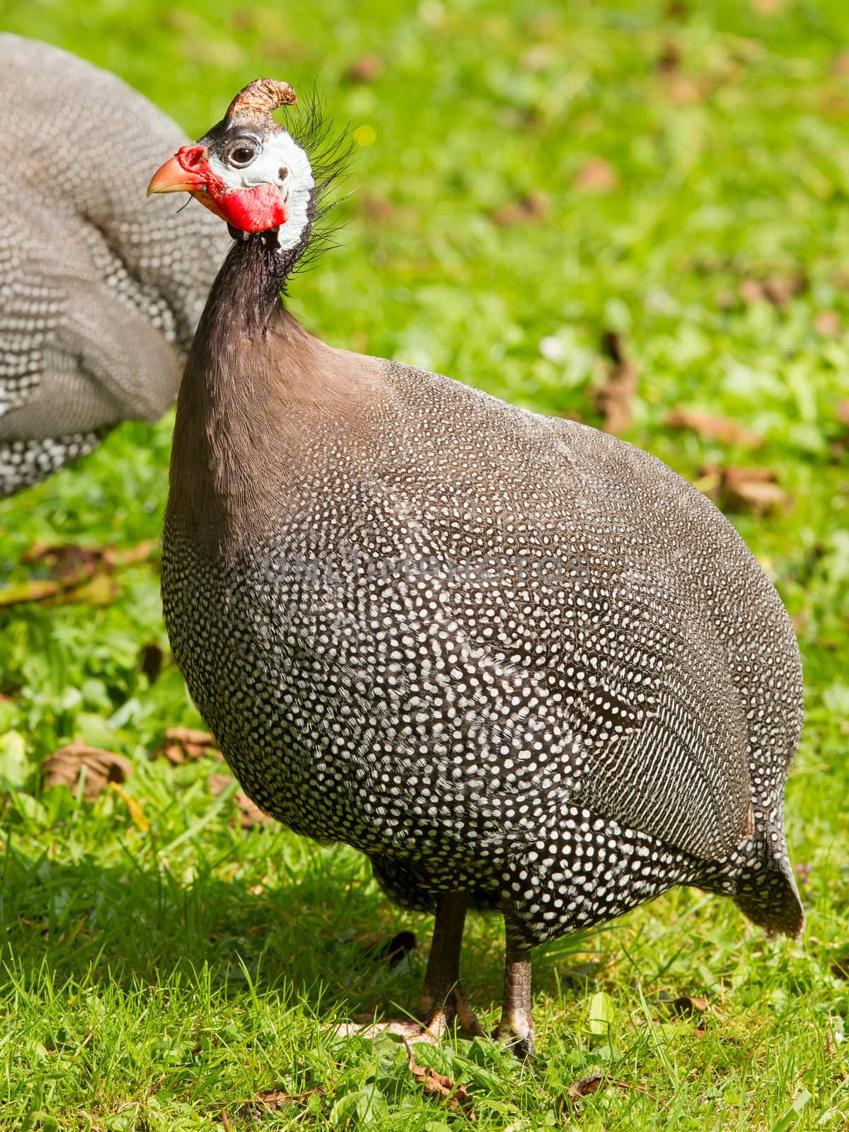 Helmeted Guineafowl (Numida meleagris) walking on grass