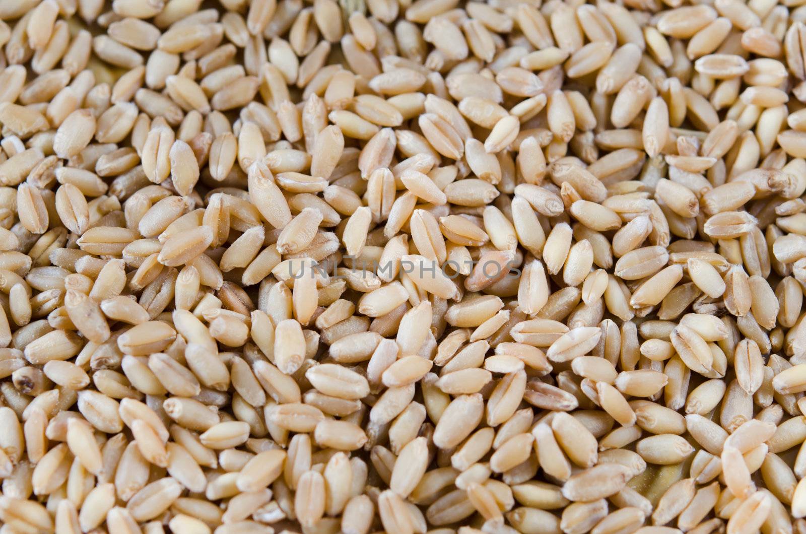 wheat background full frame , grains of wheat