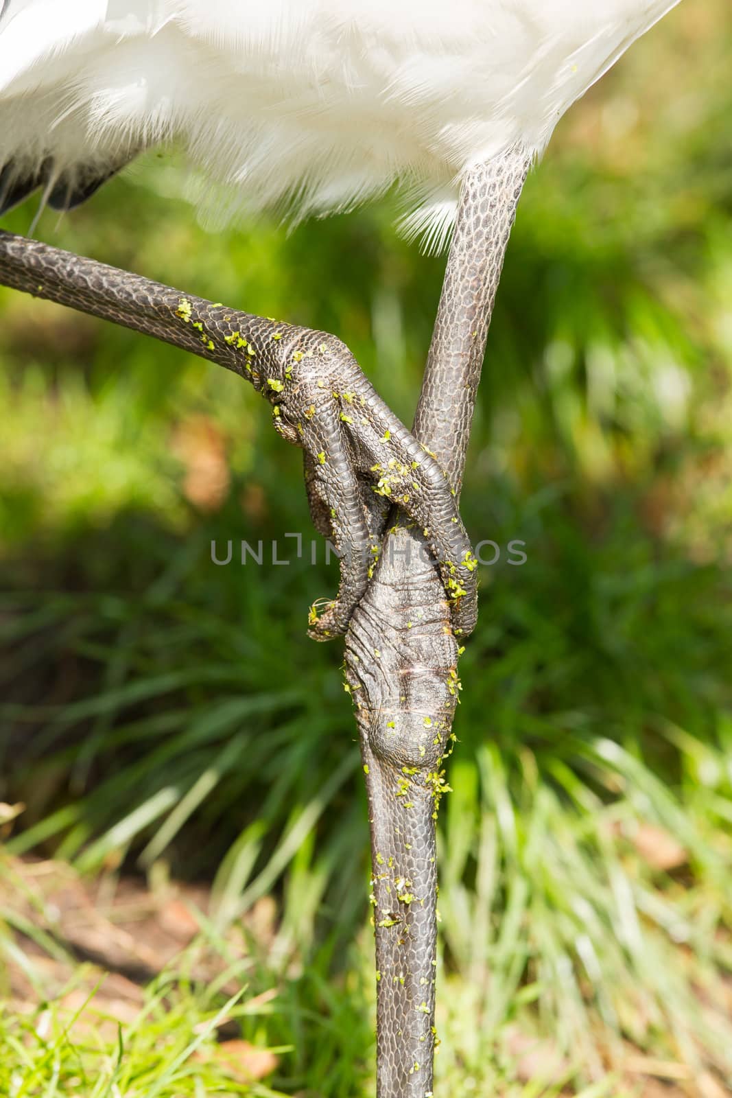 Close-up of the legs of a big bird, isolated