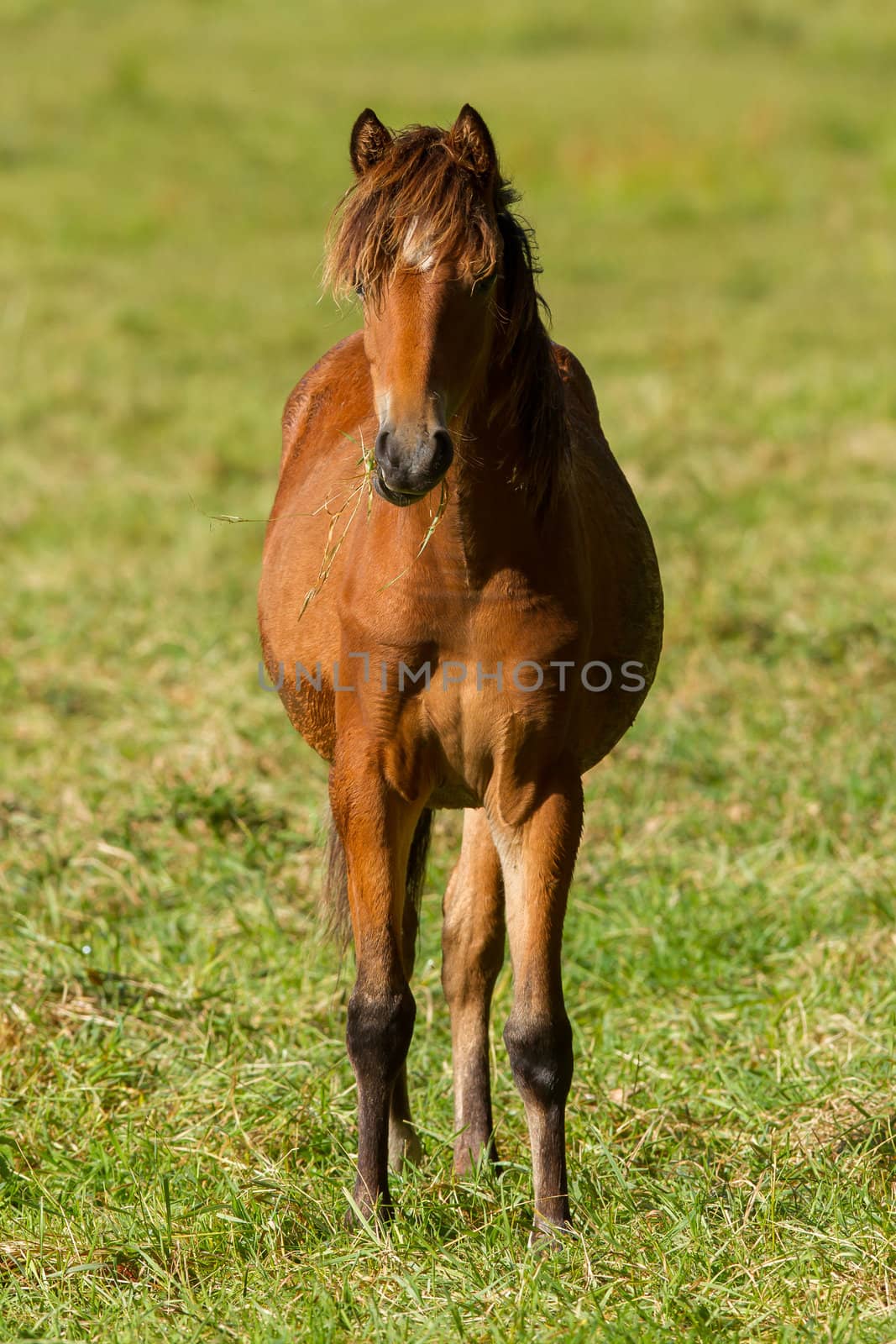 Grazing horse, isolated in a green field