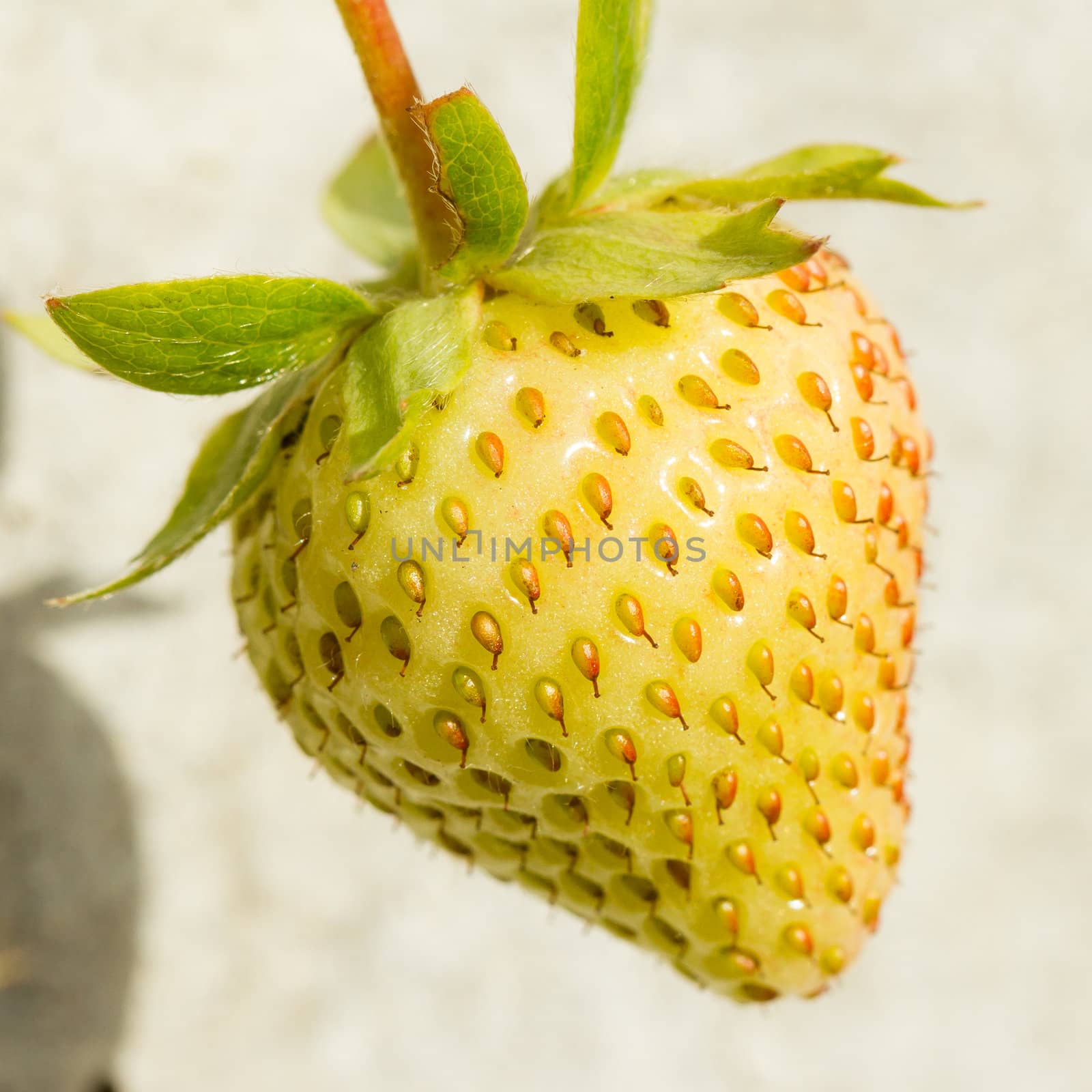 Unripe strawberry in a farm by michaklootwijk