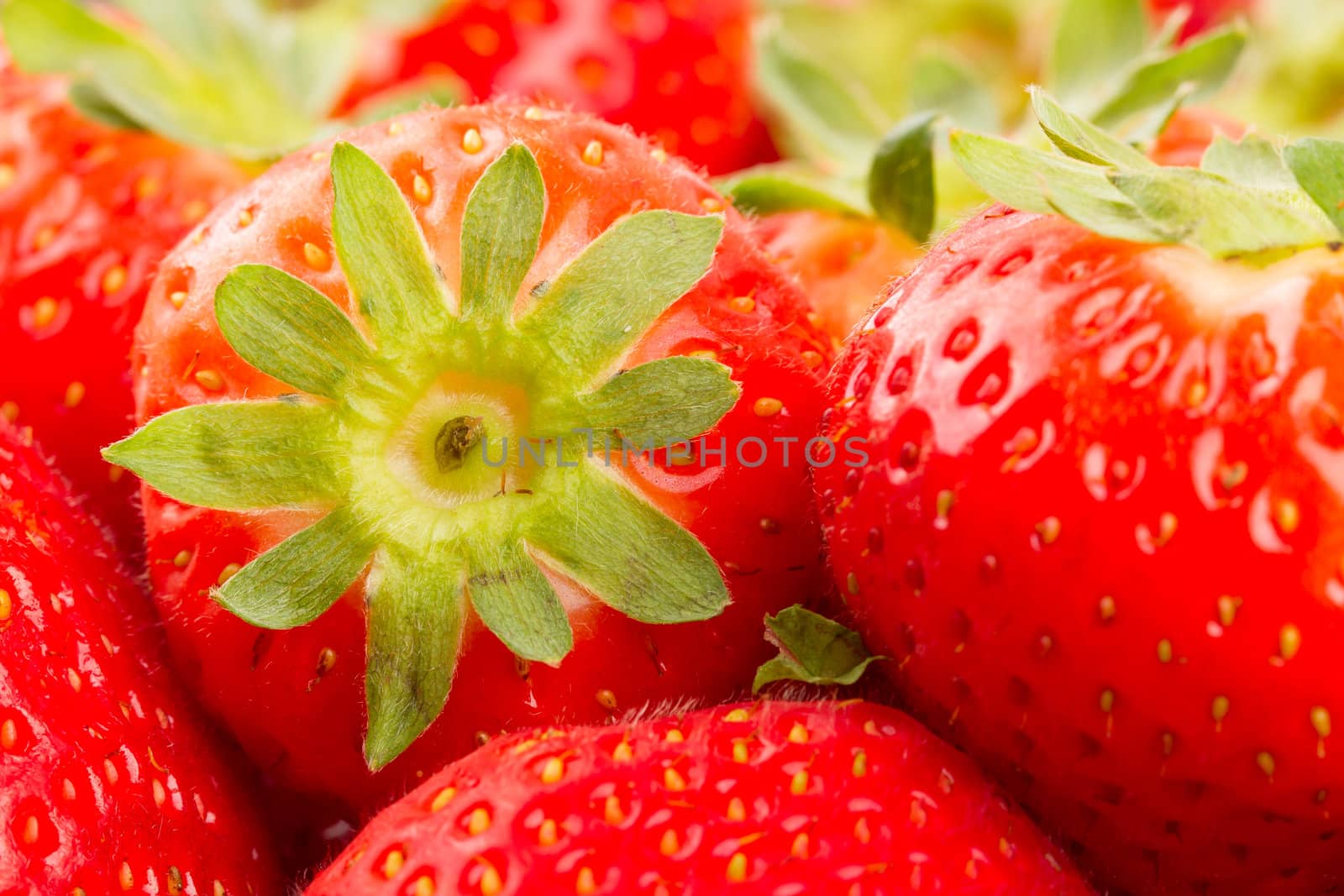Collection of fresh dutch red strawberry, isolated