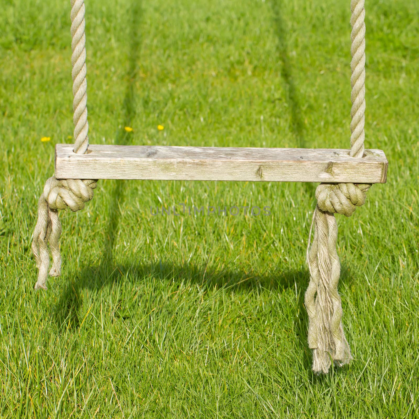 Old wooden tree swing by michaklootwijk