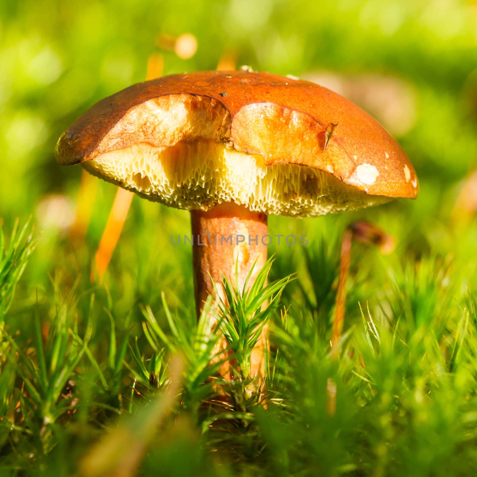 Forest mushroom in the grass by michaklootwijk