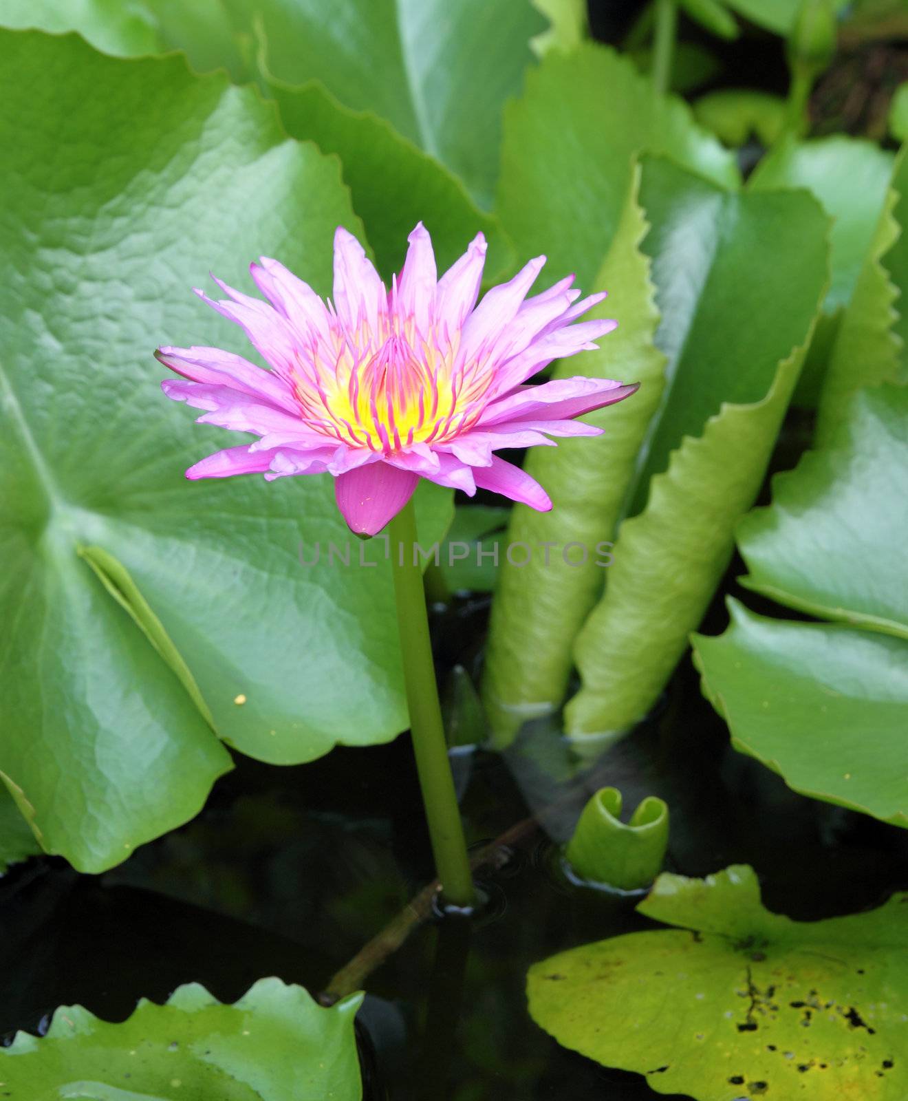 The blooming pink lotus in the natural pond by geargodz