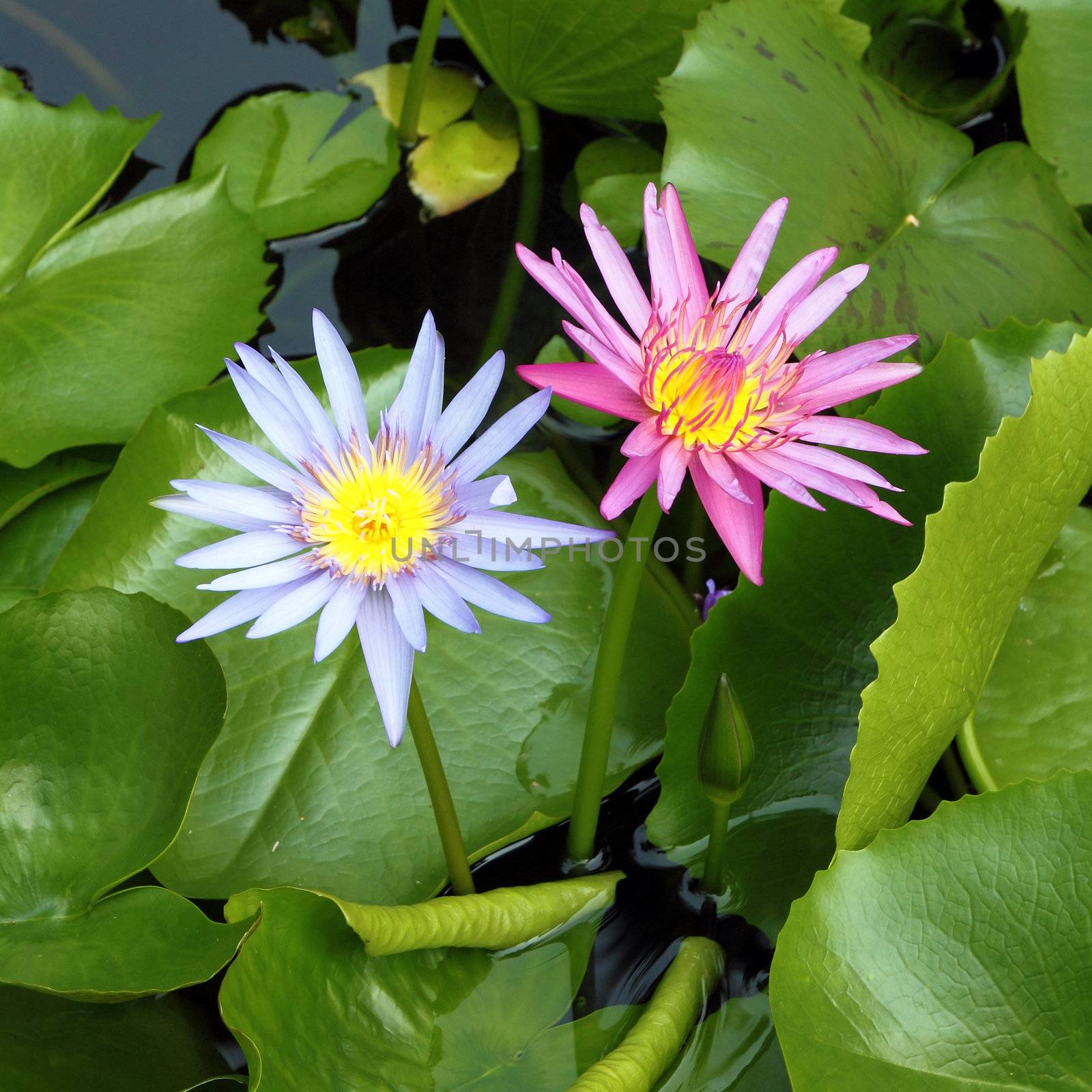 pink and blue lotus blooming in lotus pond by geargodz