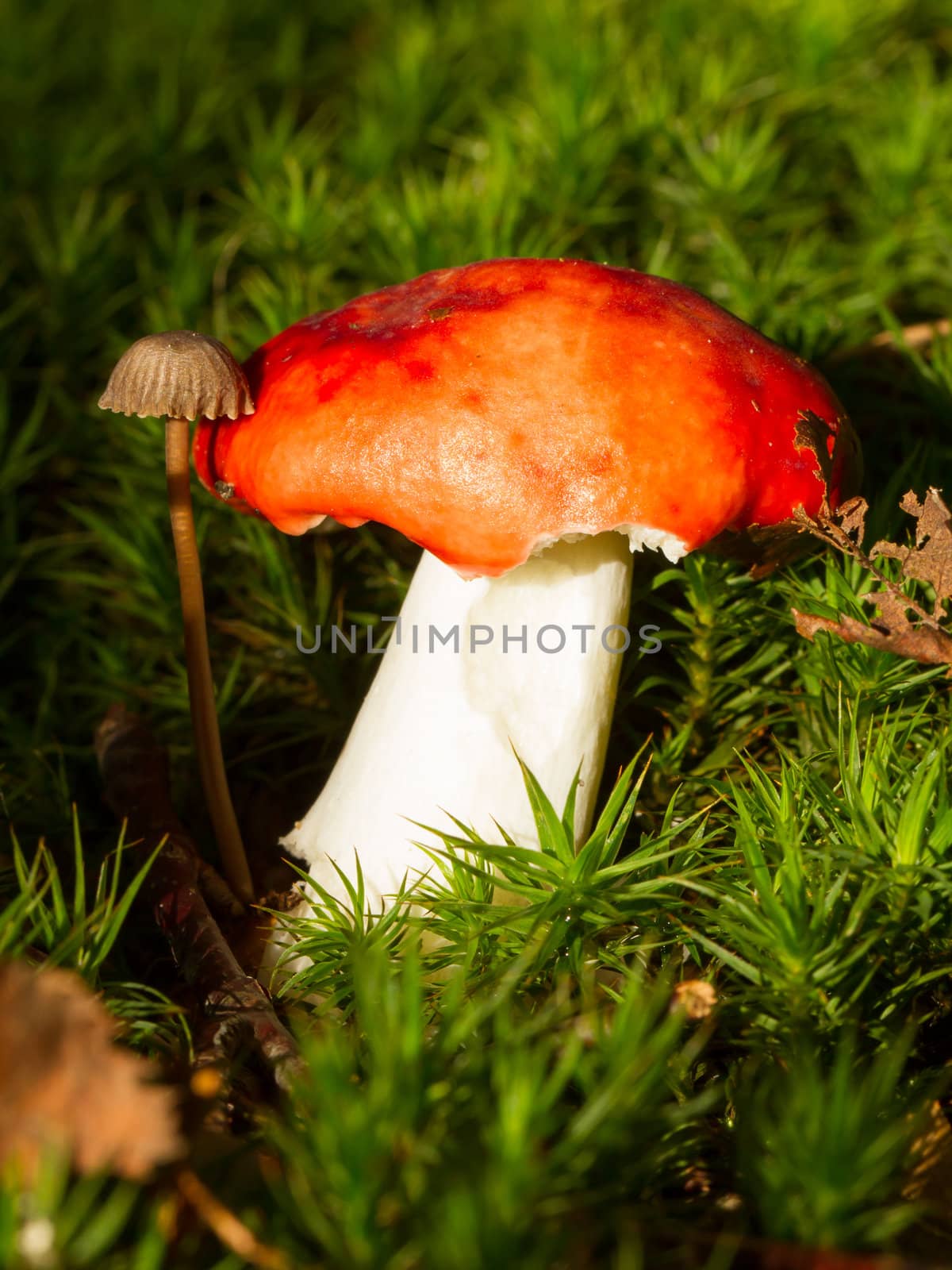 Close-up of two forest mushrooms in the grass, one large and one small