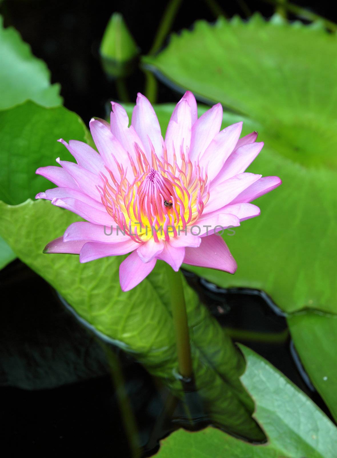 blooming pink lotus with insect