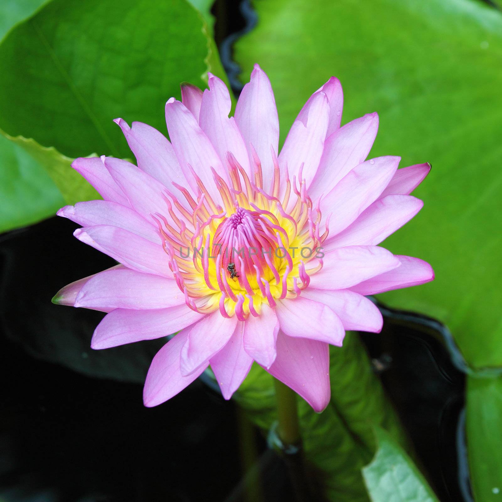 blooming pink lotus with insect
