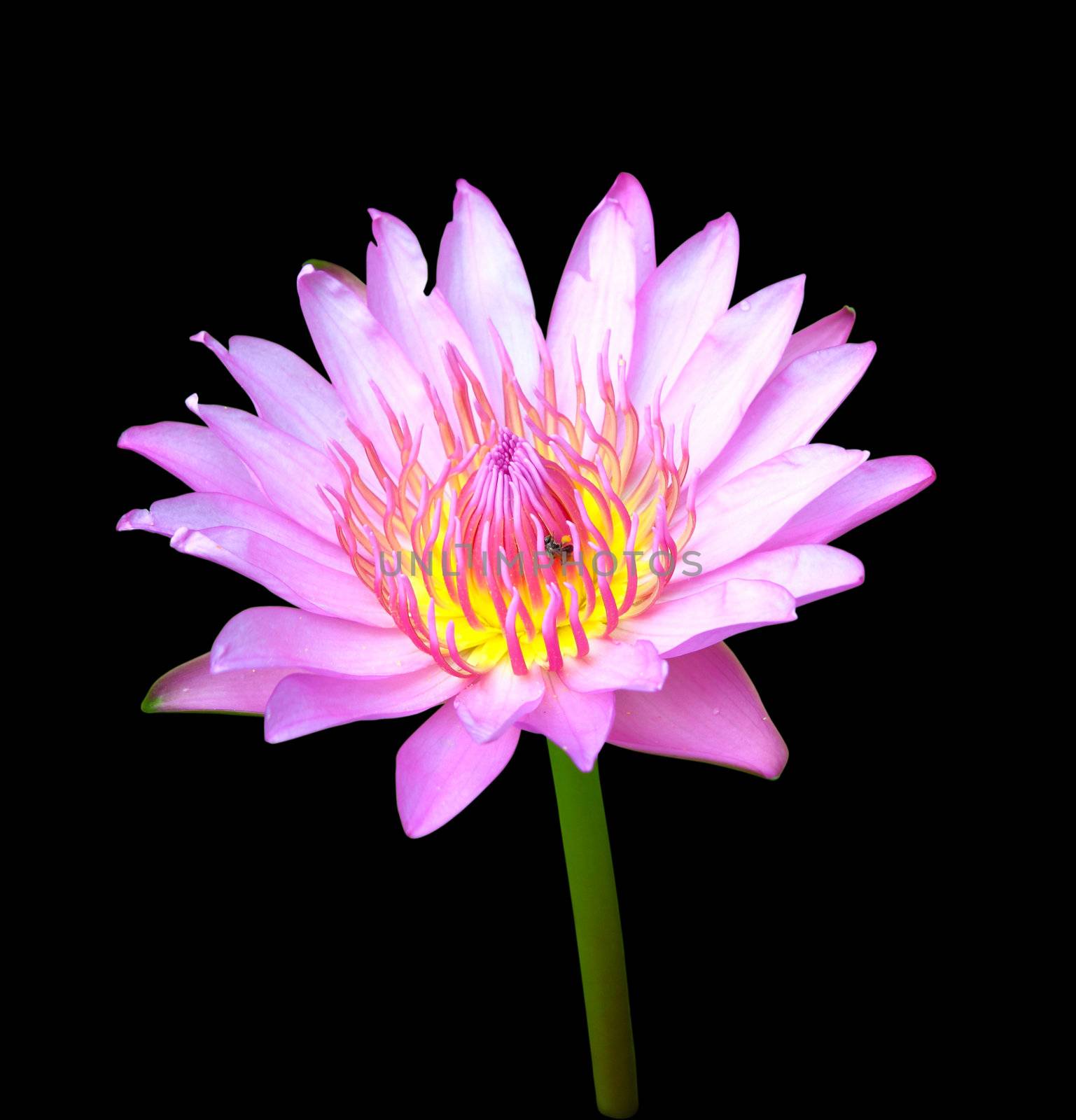 blooming pink lotus with insect on black background by geargodz