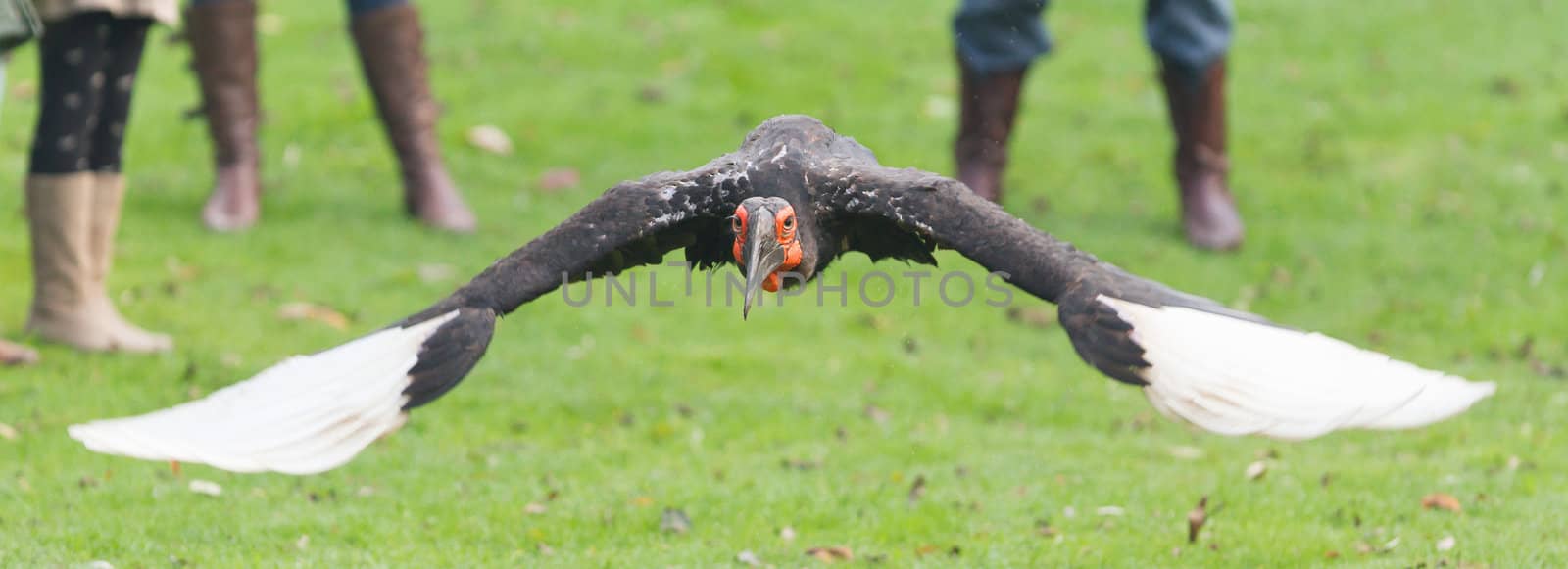 Southern Ground hornbill (Bucorvus leadbeateri) by michaklootwijk