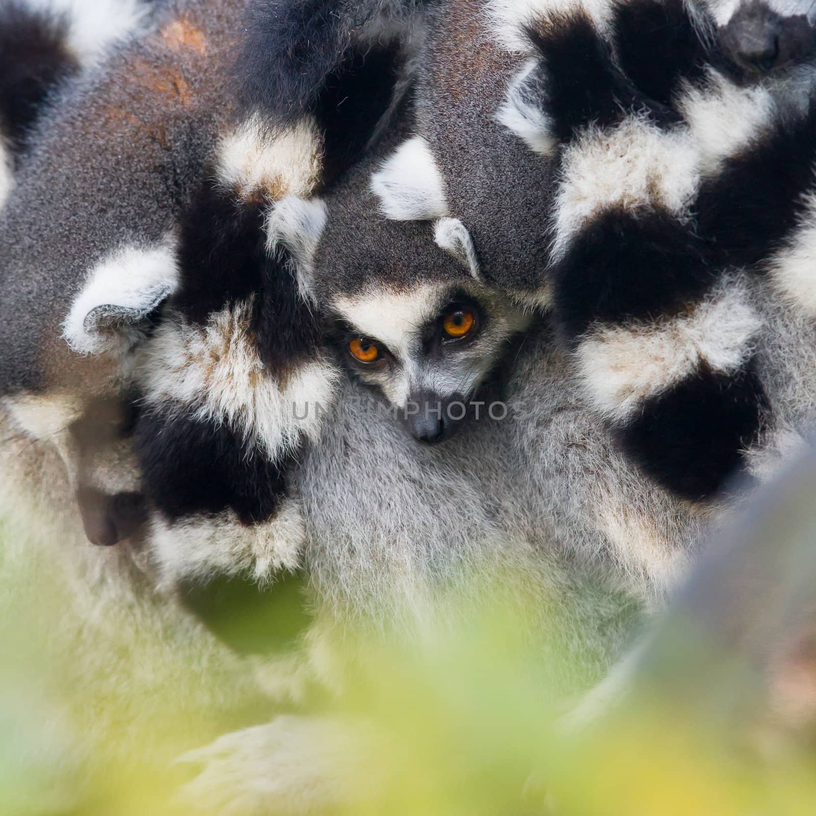 Ring-tailed lemur (Lemur catta) in a tree