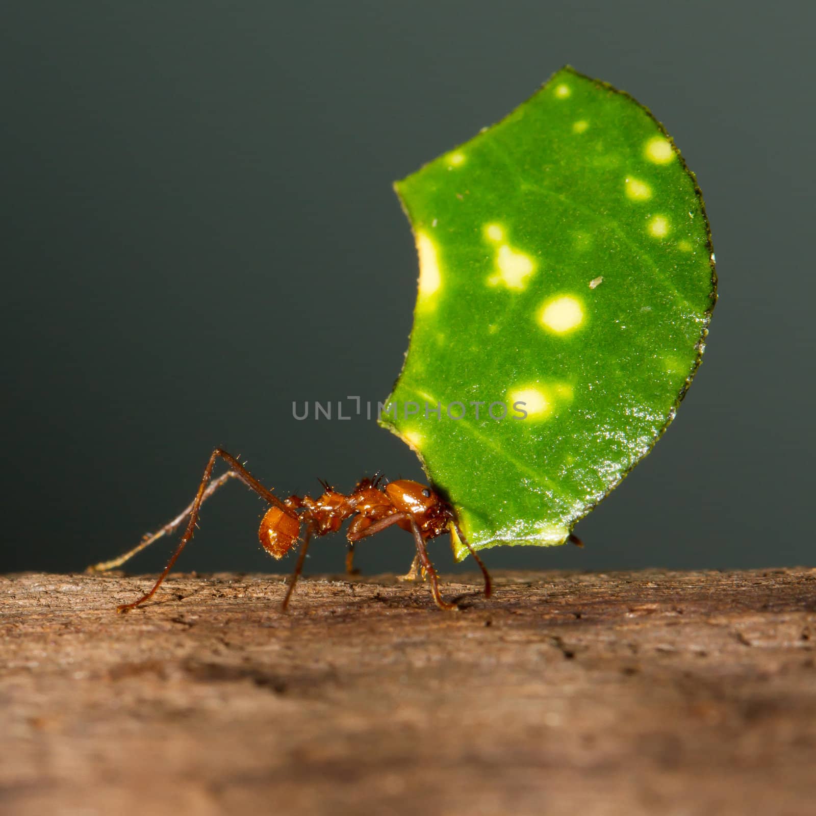 A leaf cutter ant in a dutch zoo