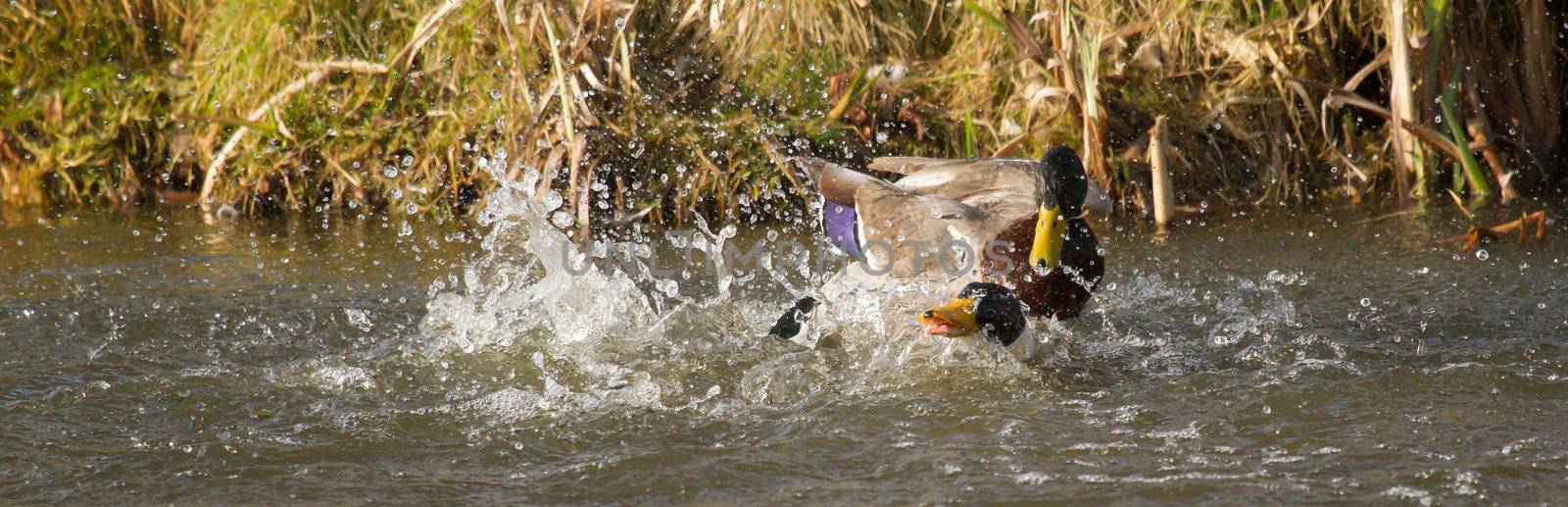 Fight between two wild ducks on water