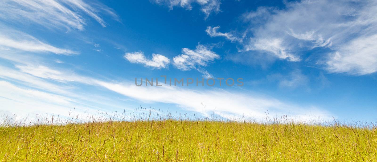 Grass field under blue cloudy sky