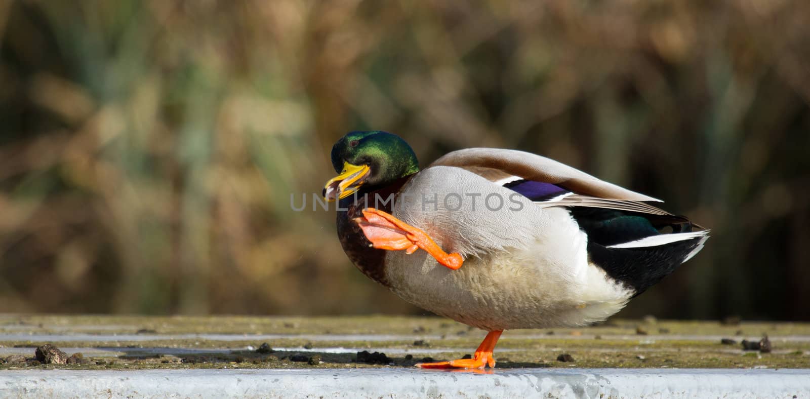 A wild duck in a funny position